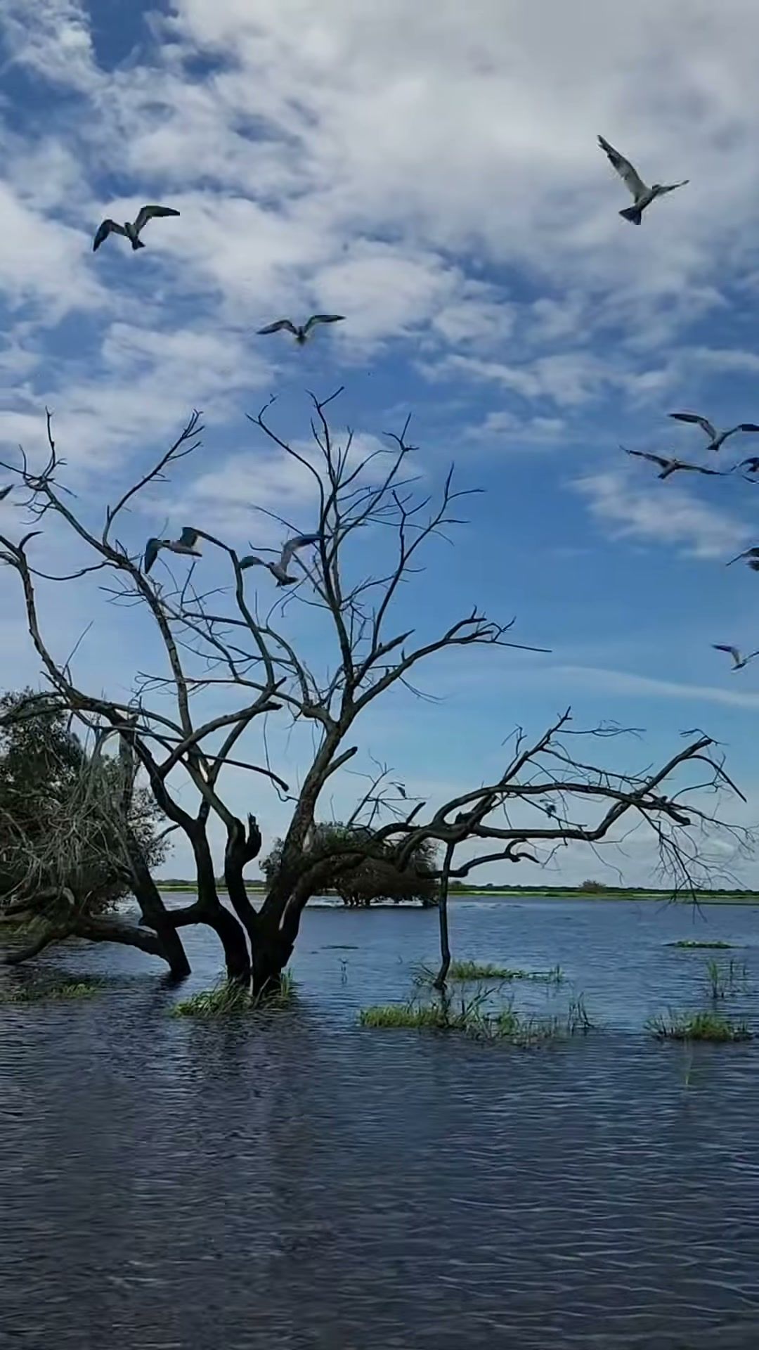 Una bandada levanta vuelo sobre un árbol seco, en la laguna crecida.