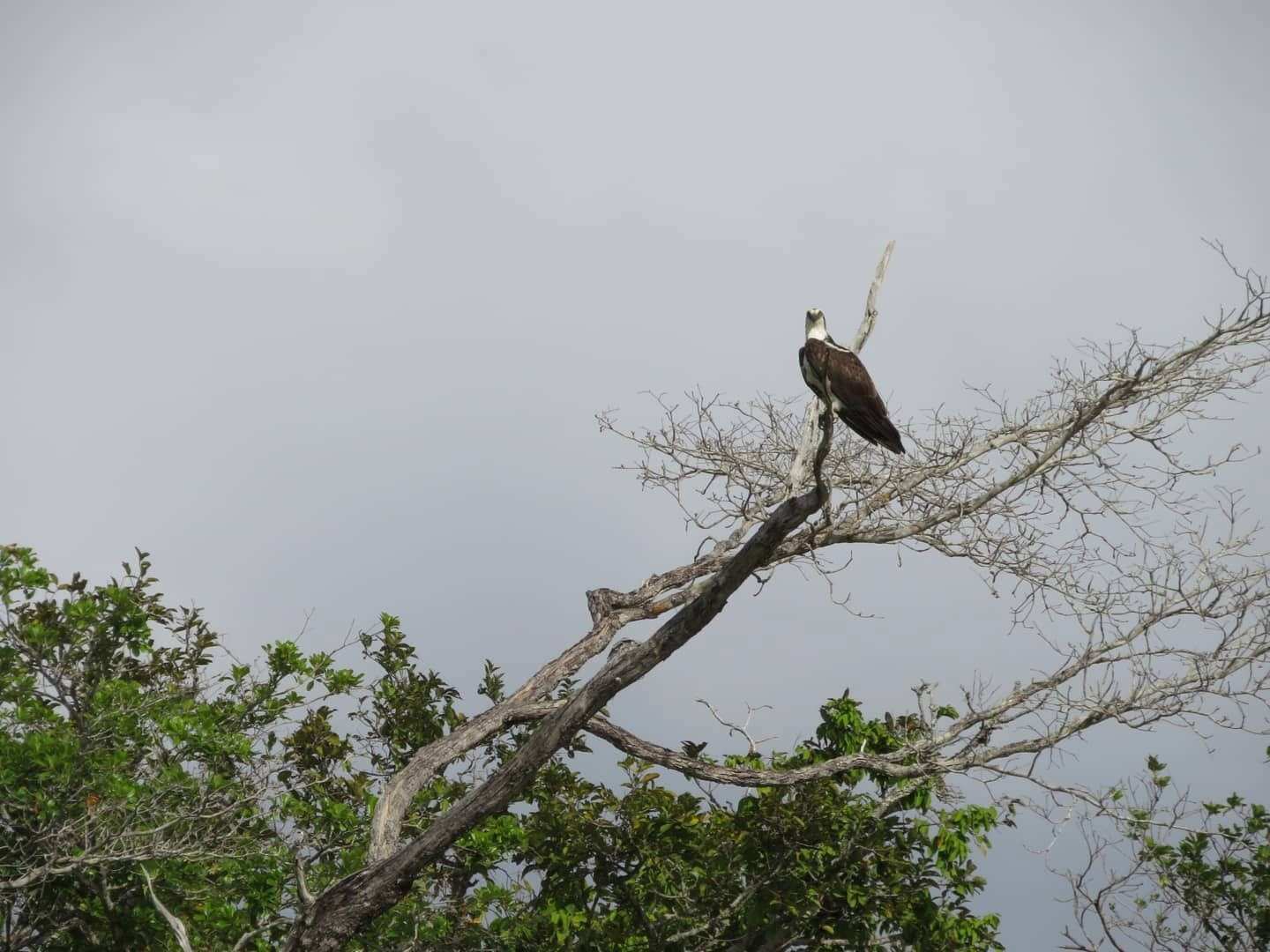 Águila posada en la rama seca de un árbol.