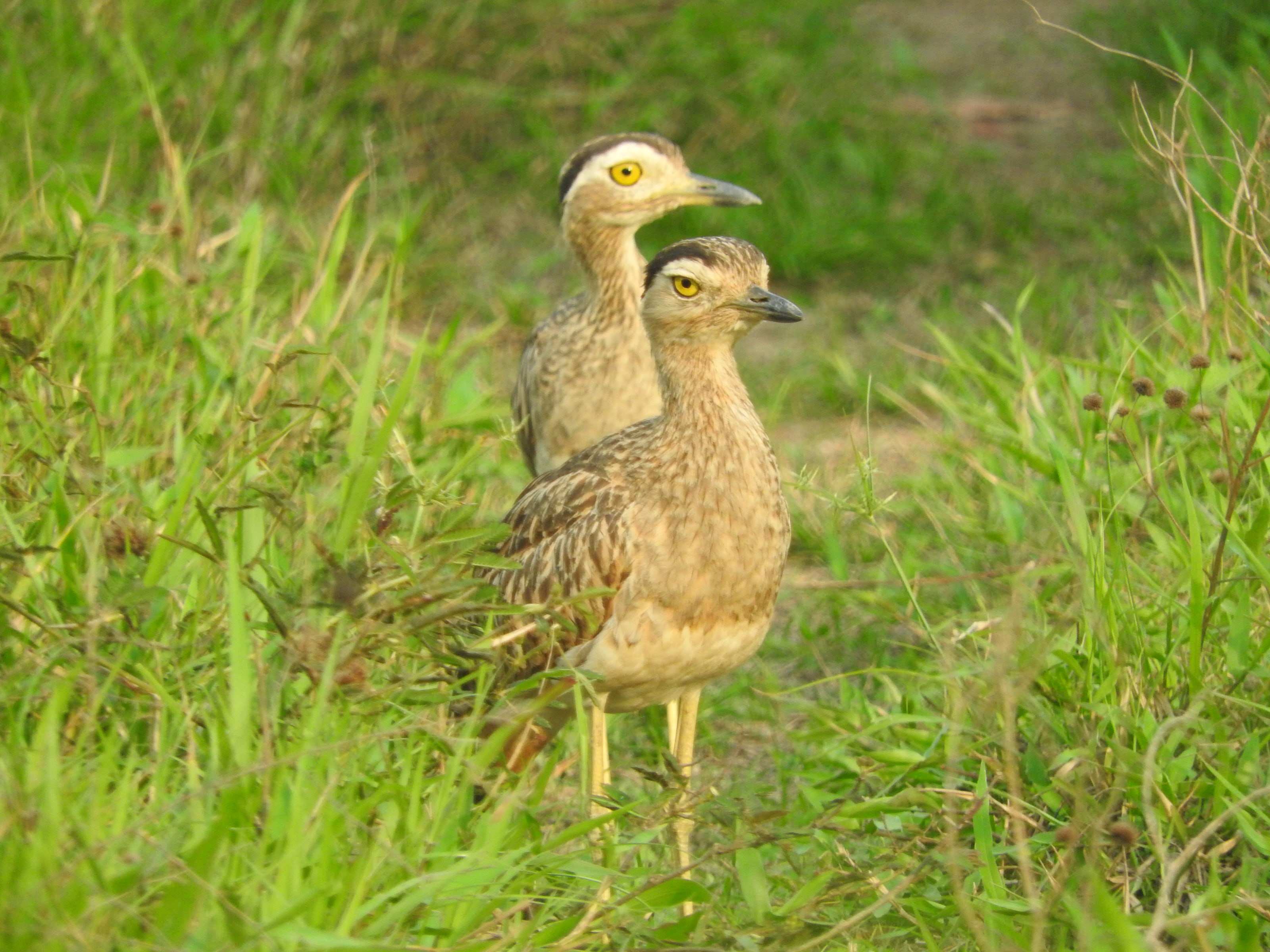 Pareja de alcaravanes de pie entre el pasto de la sabana.