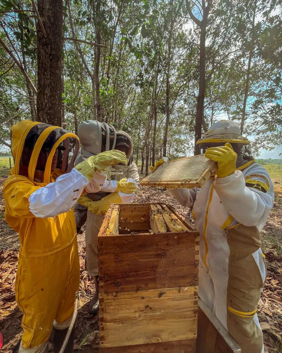 Apicultores con traje amarillo revisan un marco junto a las colmenas, bajo los árboles.