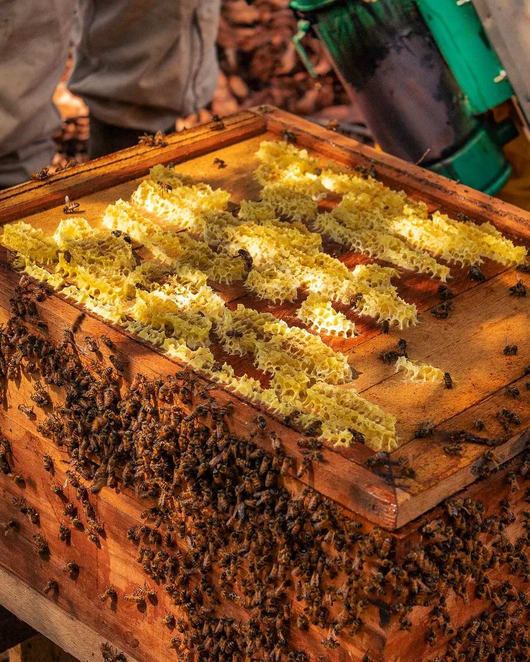 Marco de panal con celdas de miel cubierto de abejas, sobre una colmena de madera.