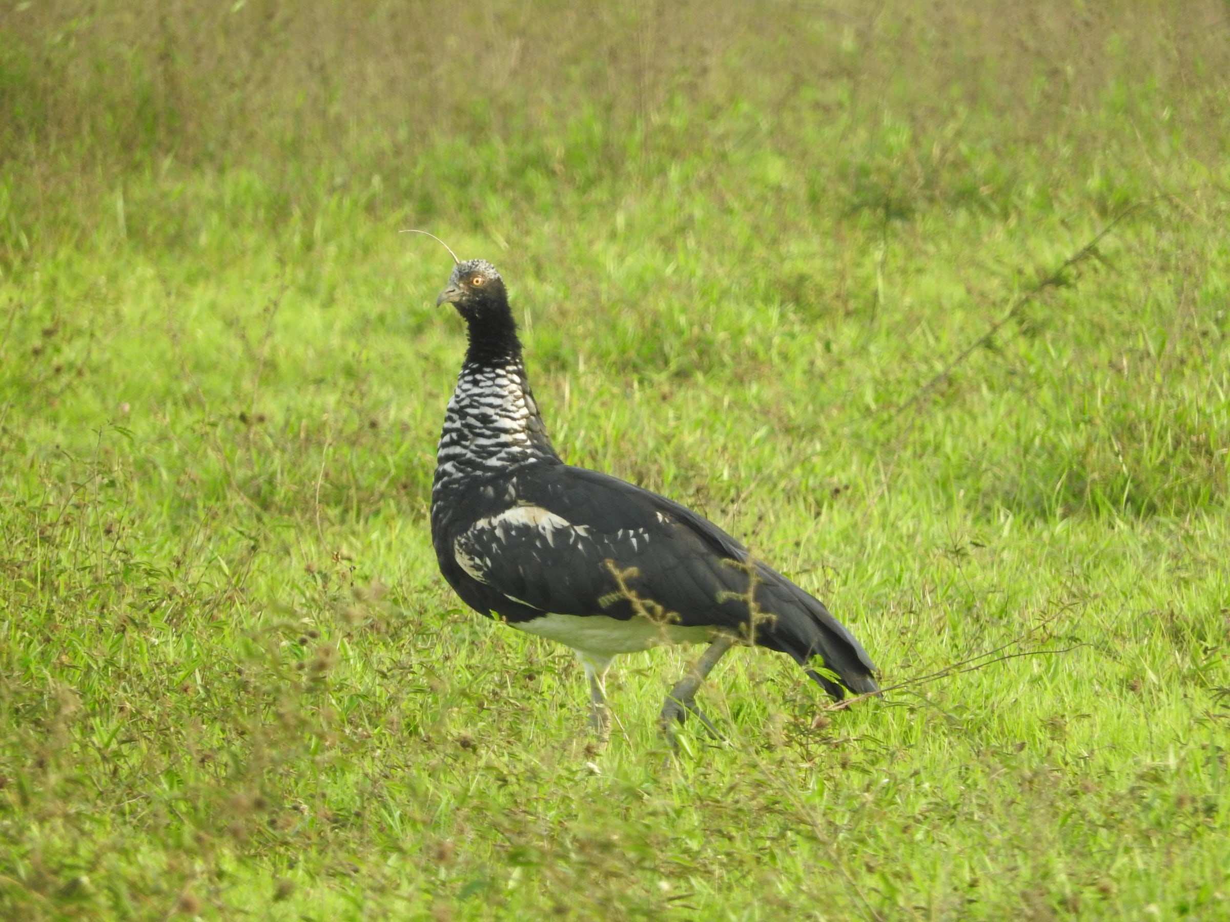 Aruco negro de cuello moteado y cuerno fino en la frente, caminando por el pasto.