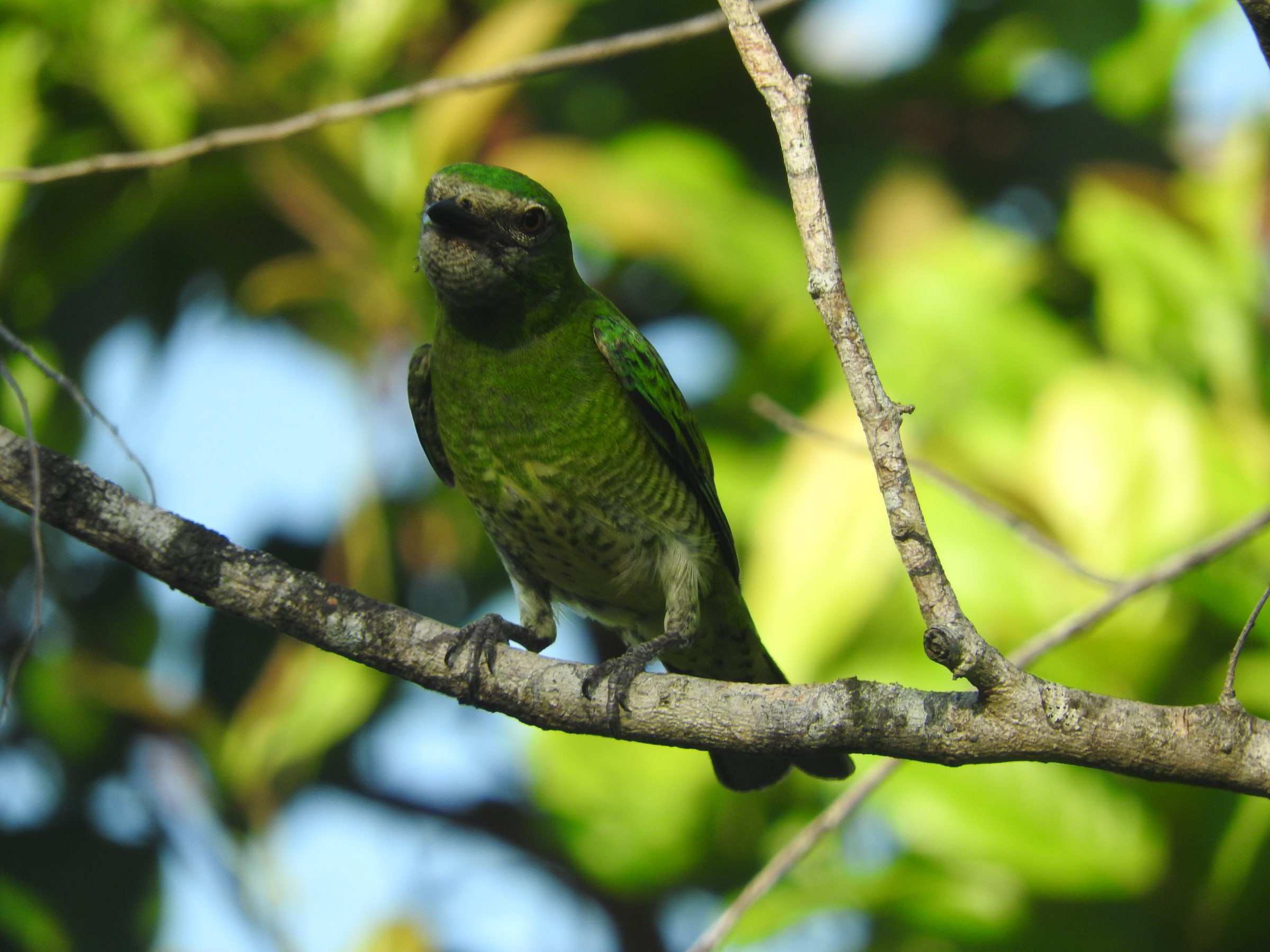Hembra de azulejo golondrina, verde, posada en una rama.