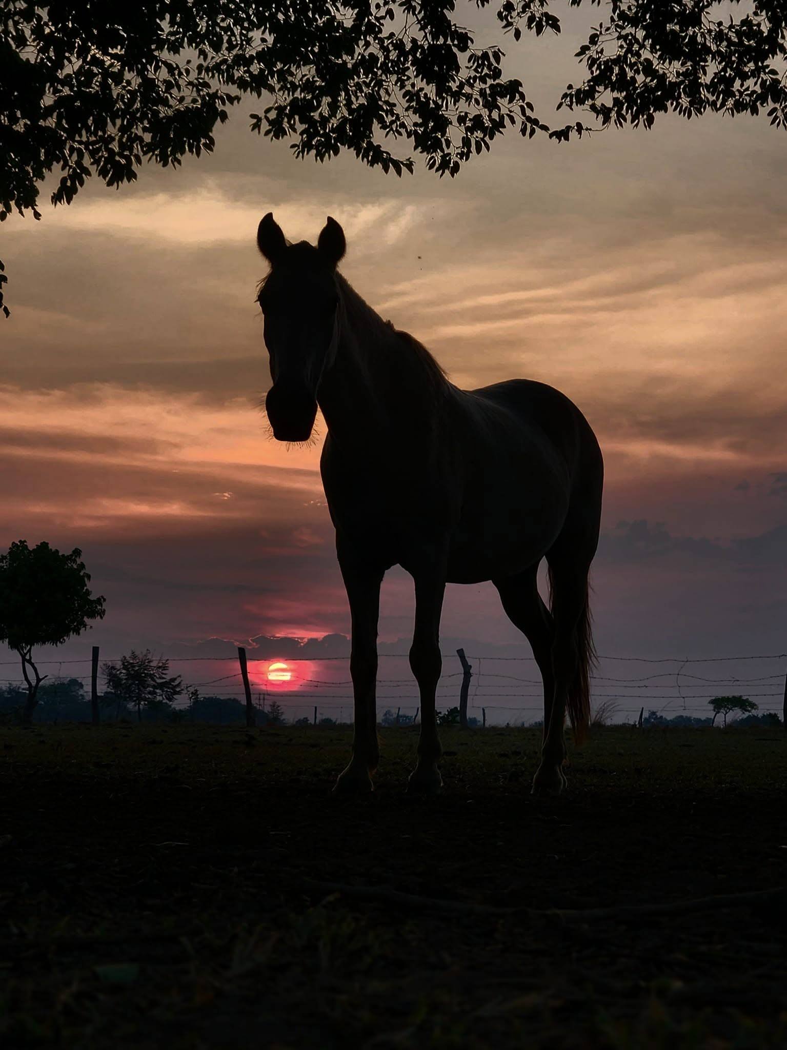 Caballo en silueta al atardecer.