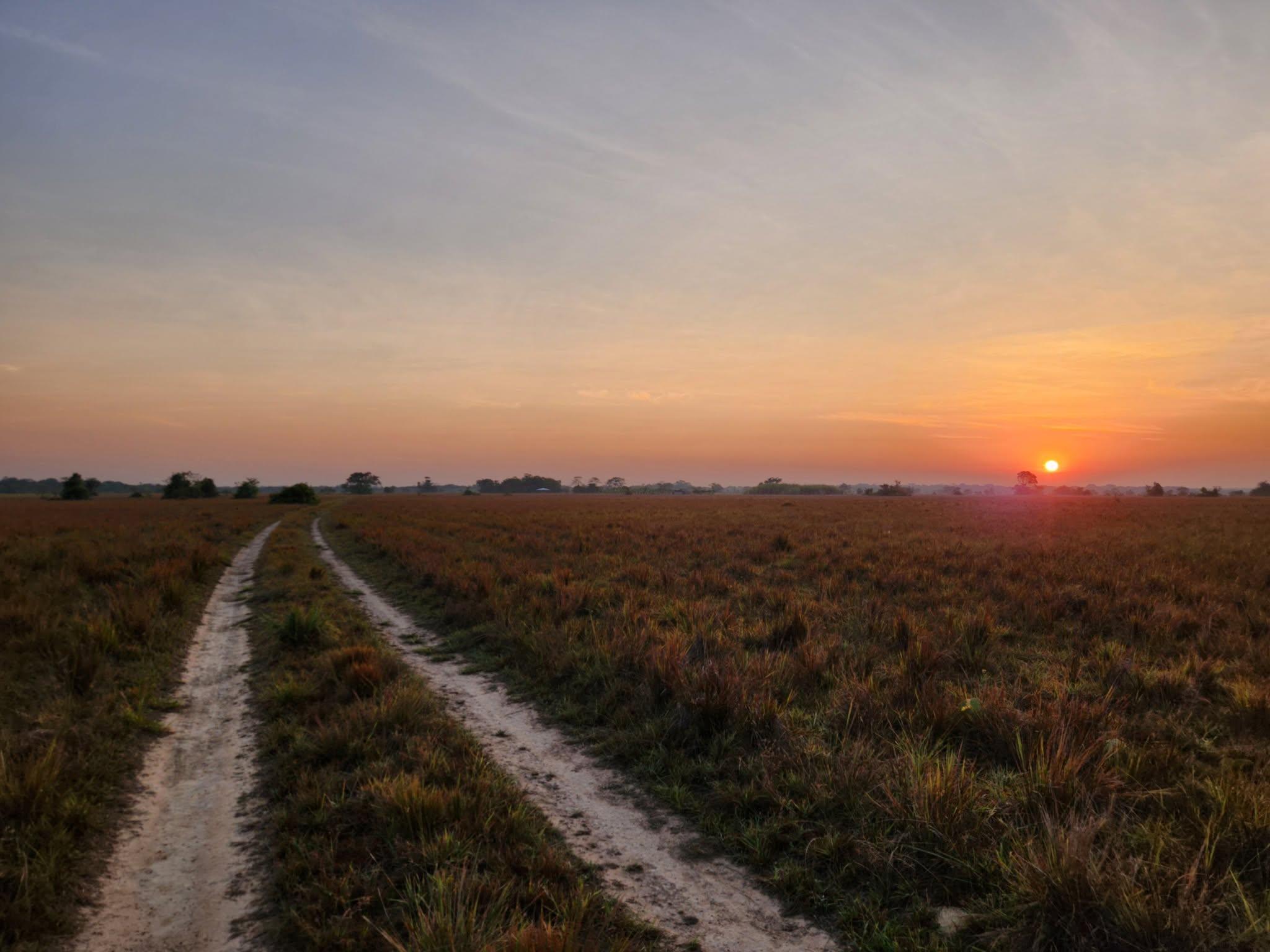 Un camino de sabana que va derecho hacia el sol, al amanecer.