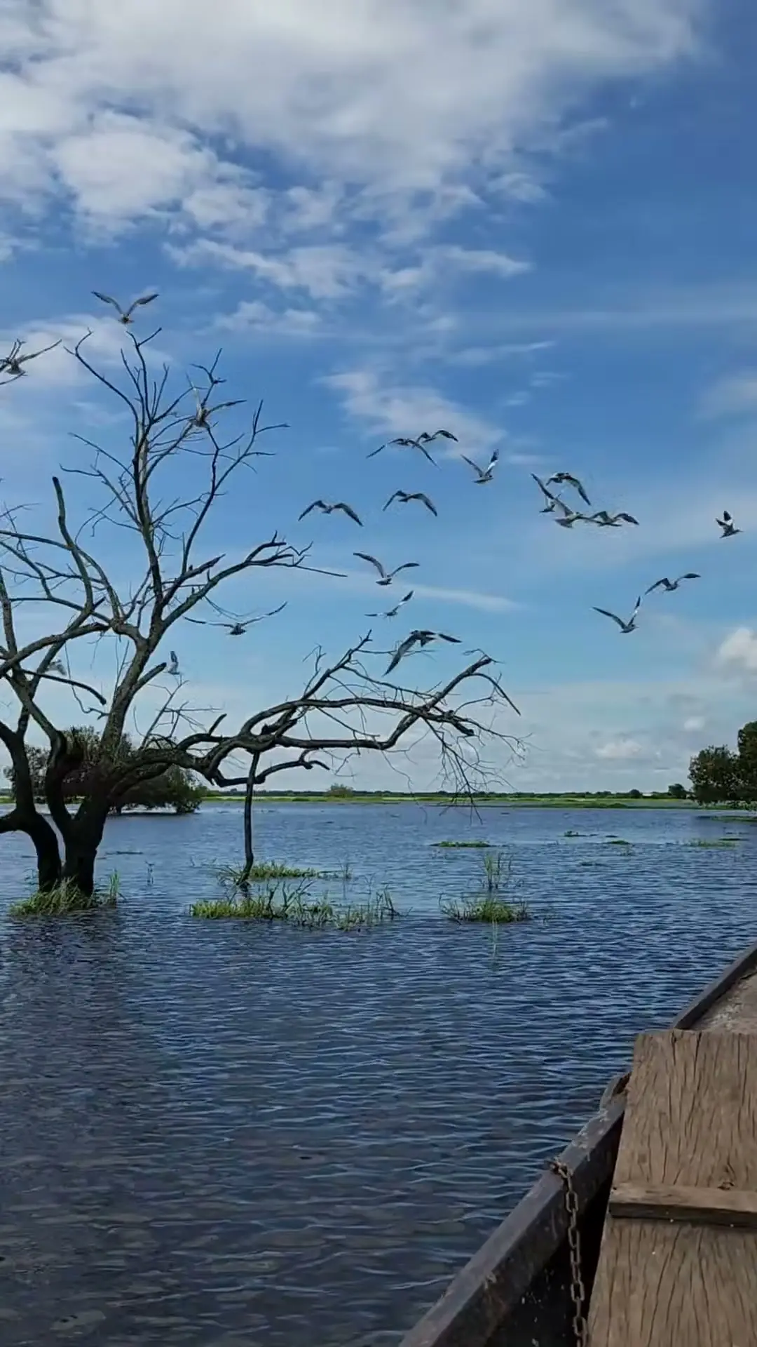 Una bandada de aves levanta el vuelo sobre un árbol seco, en la laguna crecida de La Primavera, vista desde la proa de una canoa.