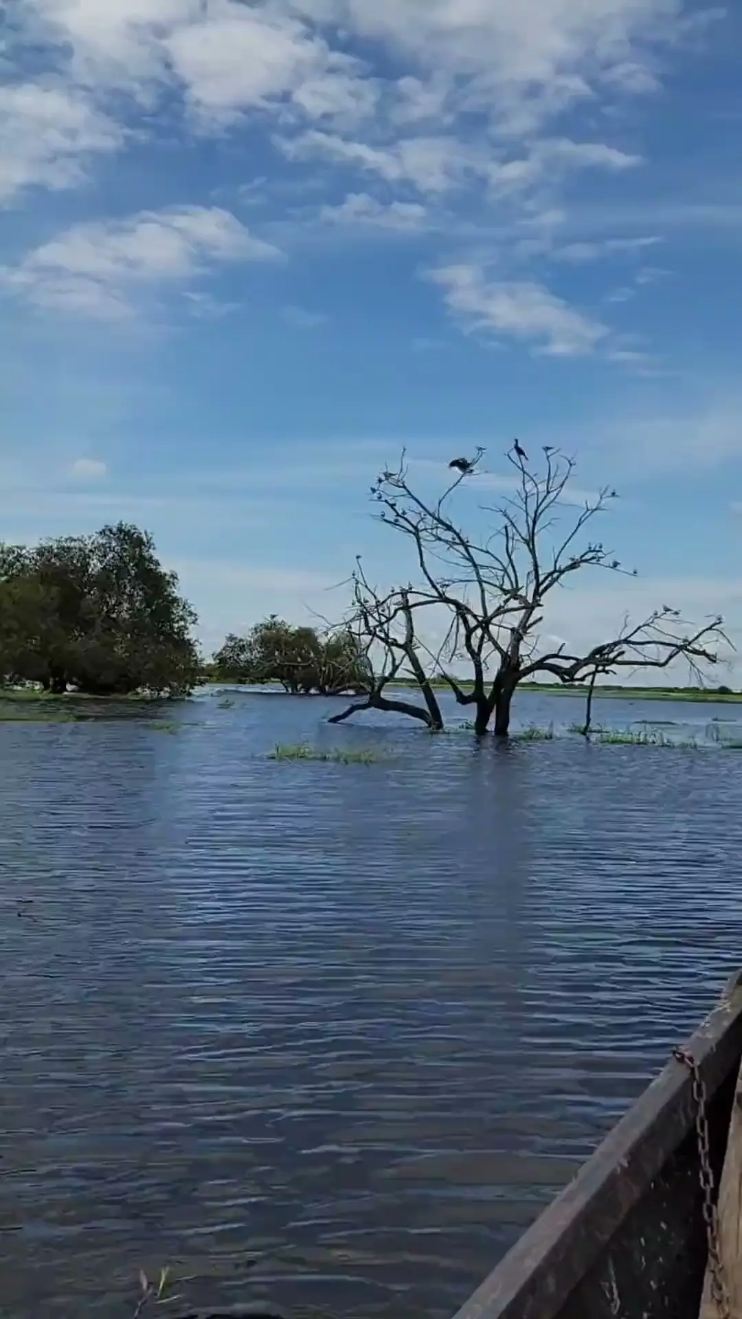 Un árbol seco con aves posadas, en la laguna crecida de La Primavera, vista desde la proa de una canoa.