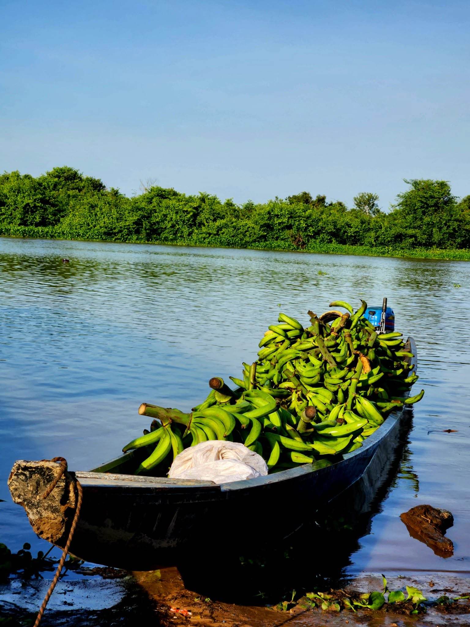 Una canoa cargada de plátano verde en la laguna.