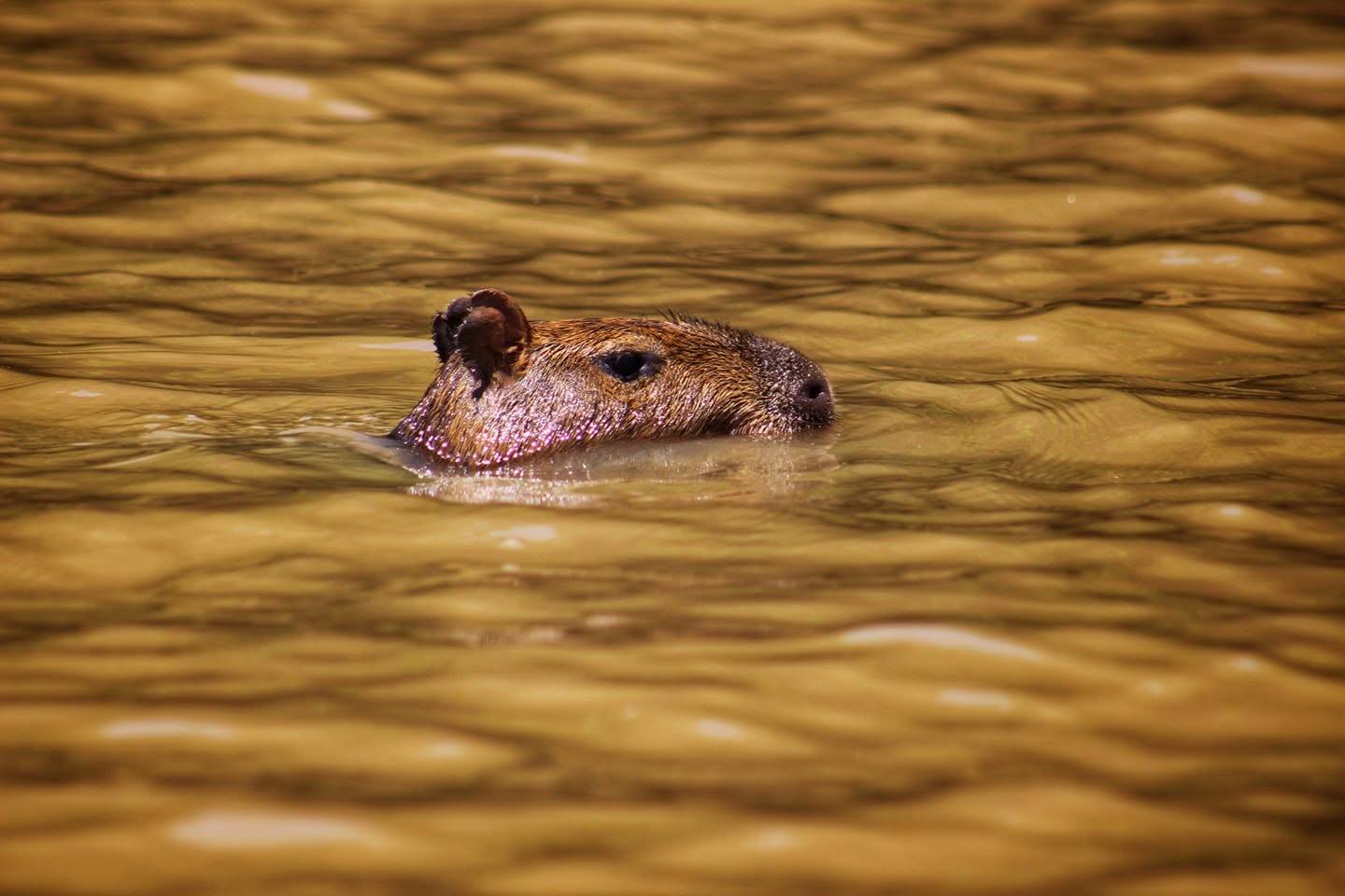 Chigüiro nadando en agua dorada.