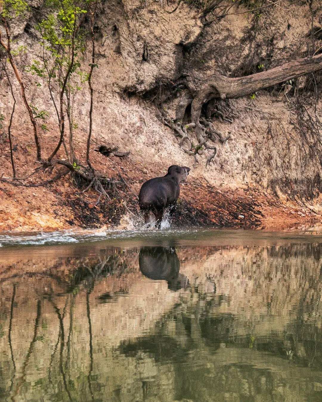 Una danta sale del río junto al barranco de la orilla, reflejada en el agua.