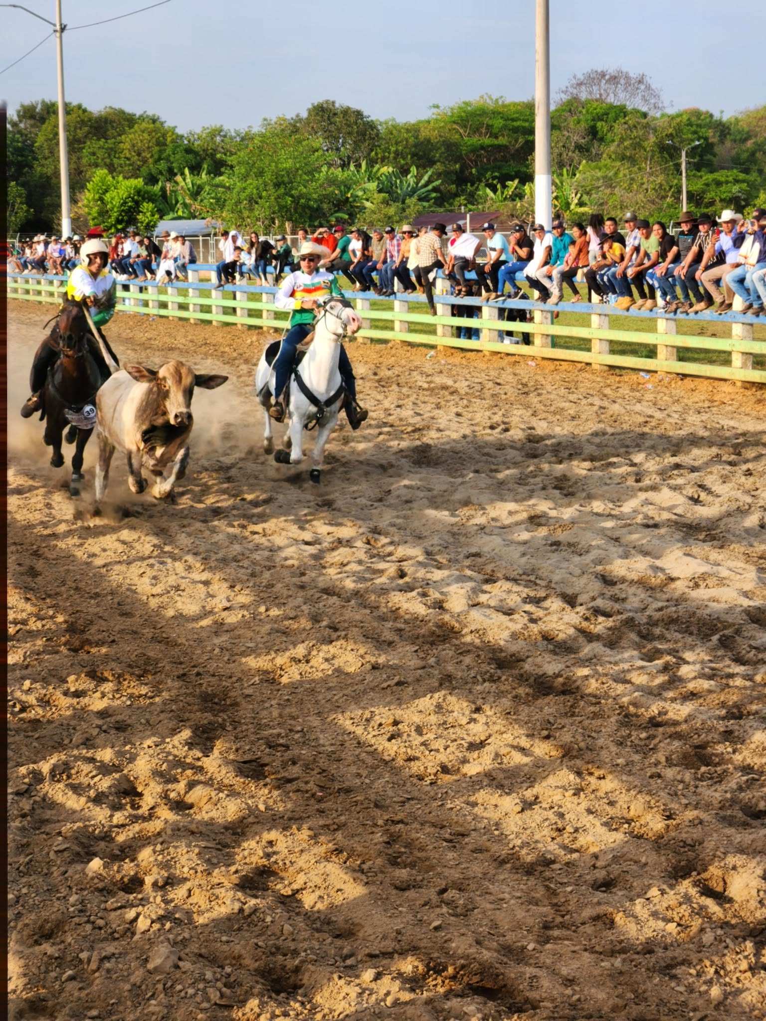 Dos coleadores a caballo detrás de un toro en la manga, con las gradas llenas de gente.