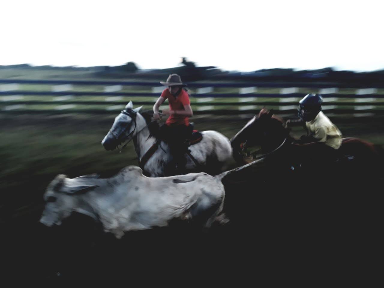 Dos coleadores a caballo persiguen un toro blanco en la manga.