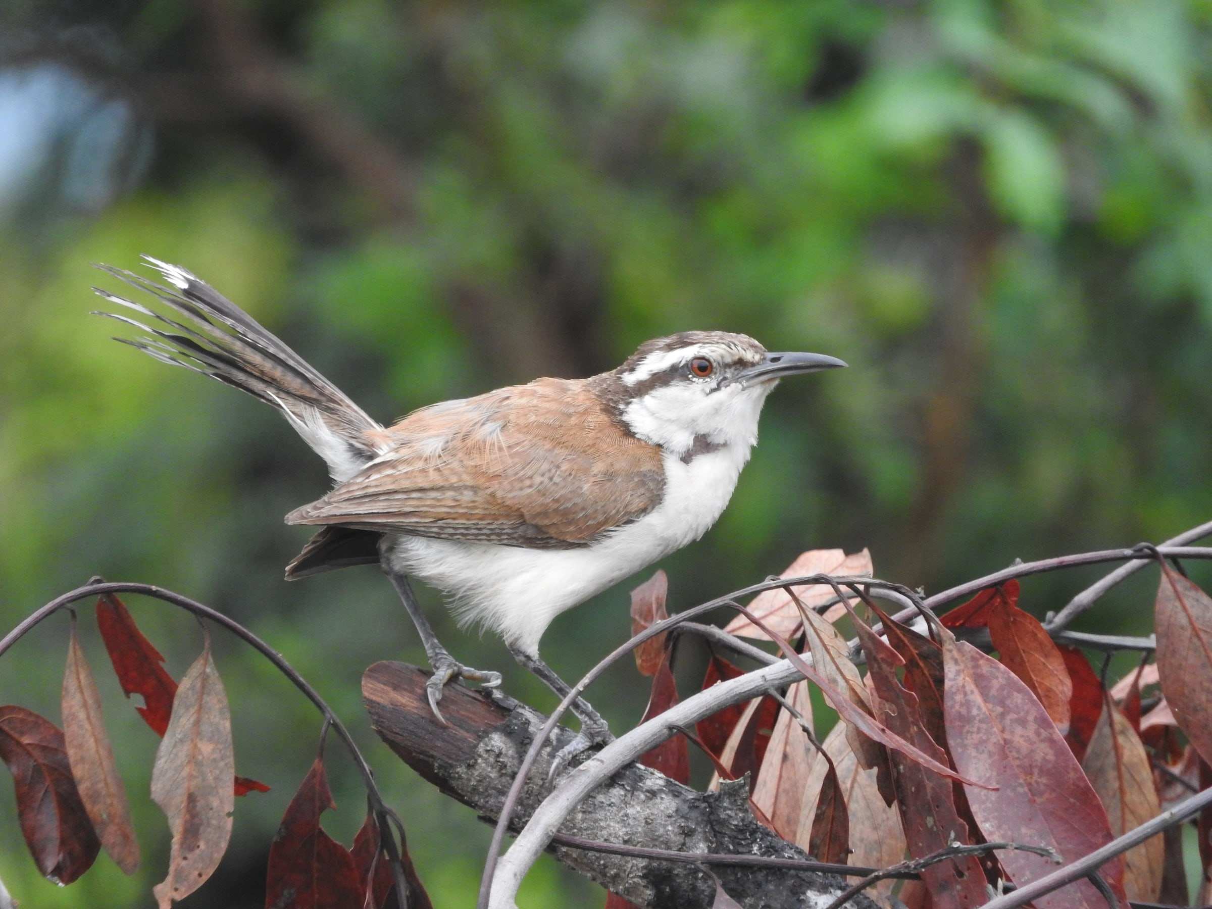 Cucarachero chupahuevos de ceja blanca, con la cola levantada sobre una rama.