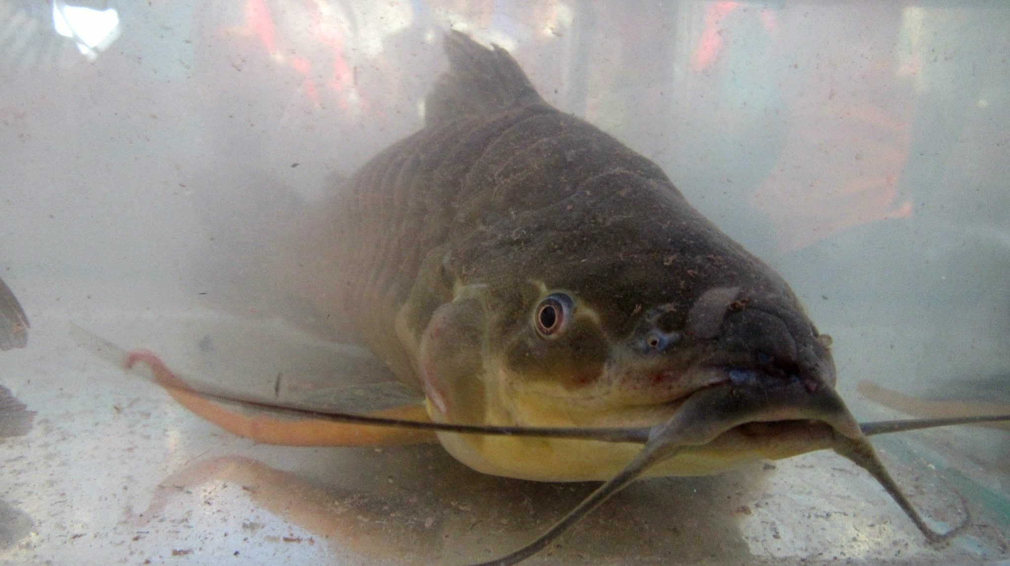 Un curito de frente, con sus barbillas largas, dentro de un acuario en La Primavera, Vichada.
