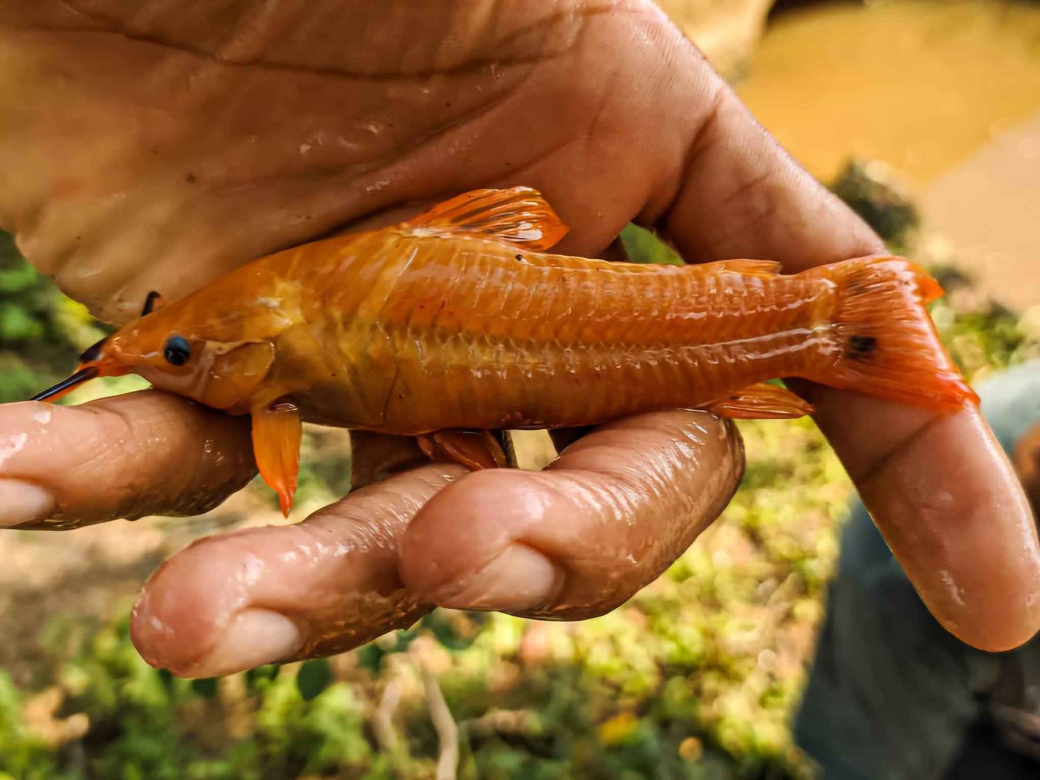 Un curito dorado en la mano.