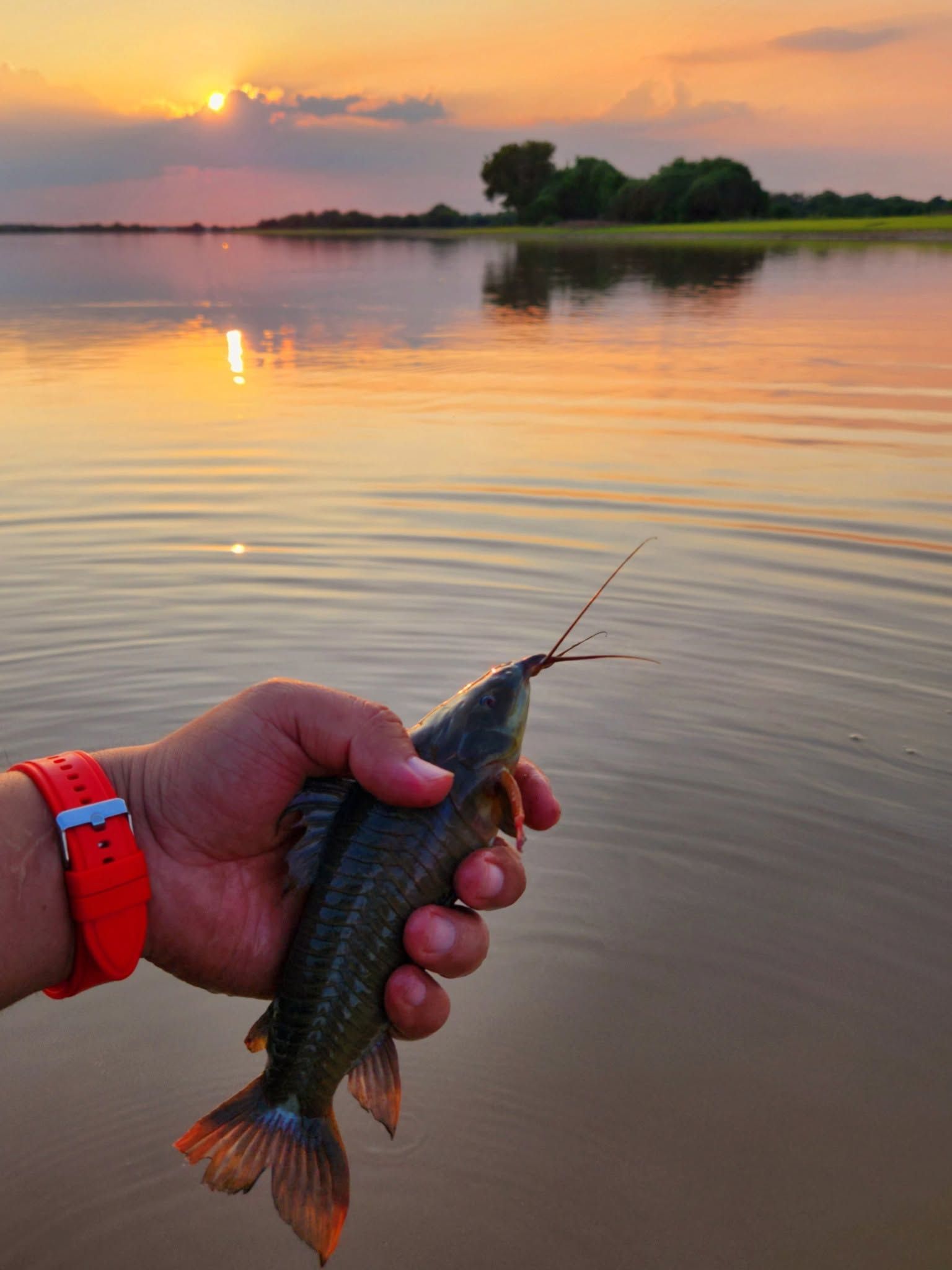 Un curito en la mano, frente a la laguna al atardecer.