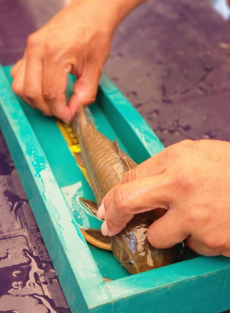 Unas manos acomodan un curito en el curitómetro, una canaleta de madera con cinta métrica.