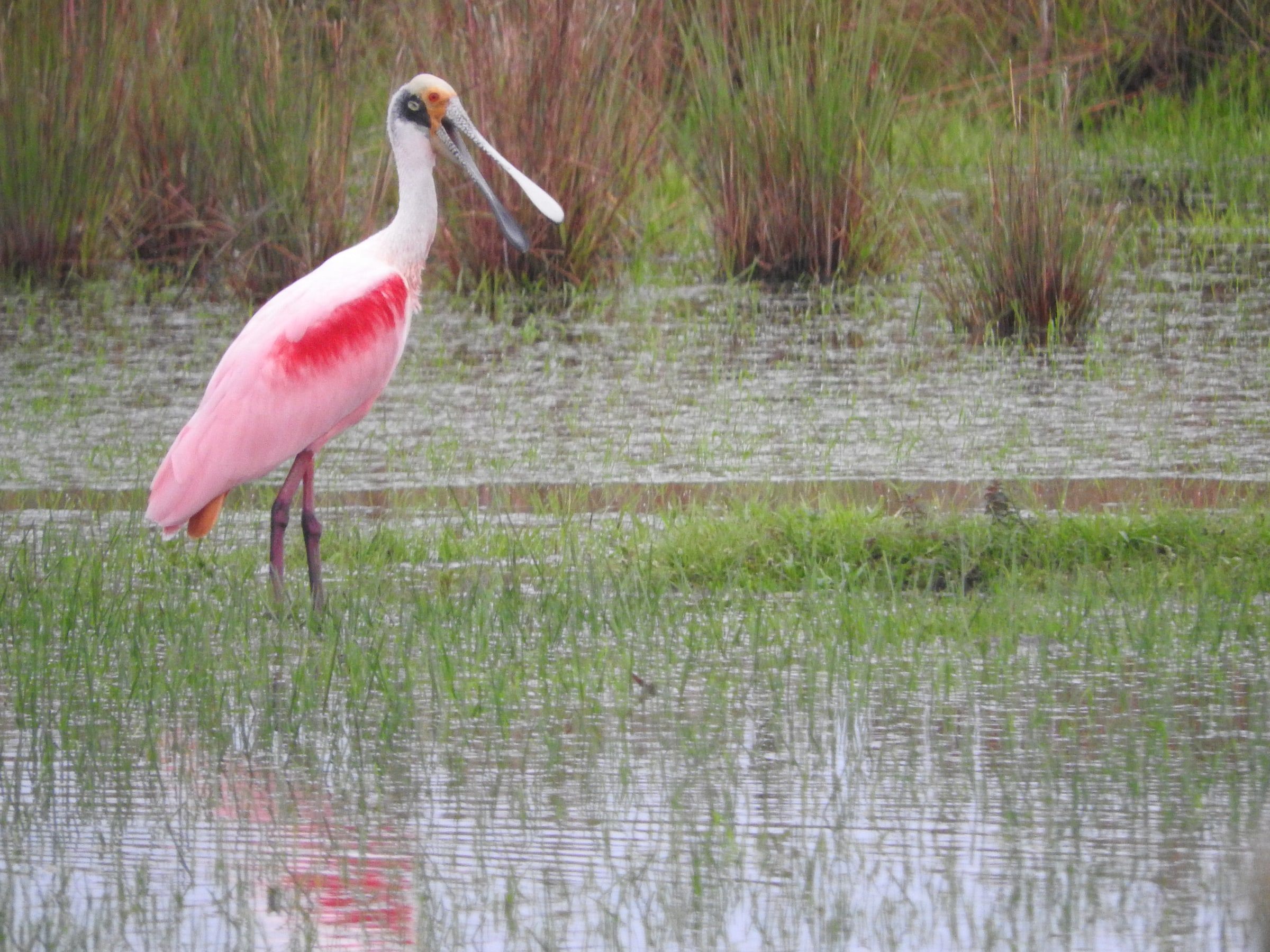 Espátula rosada de pie en el agua baja, entre matas de paja.