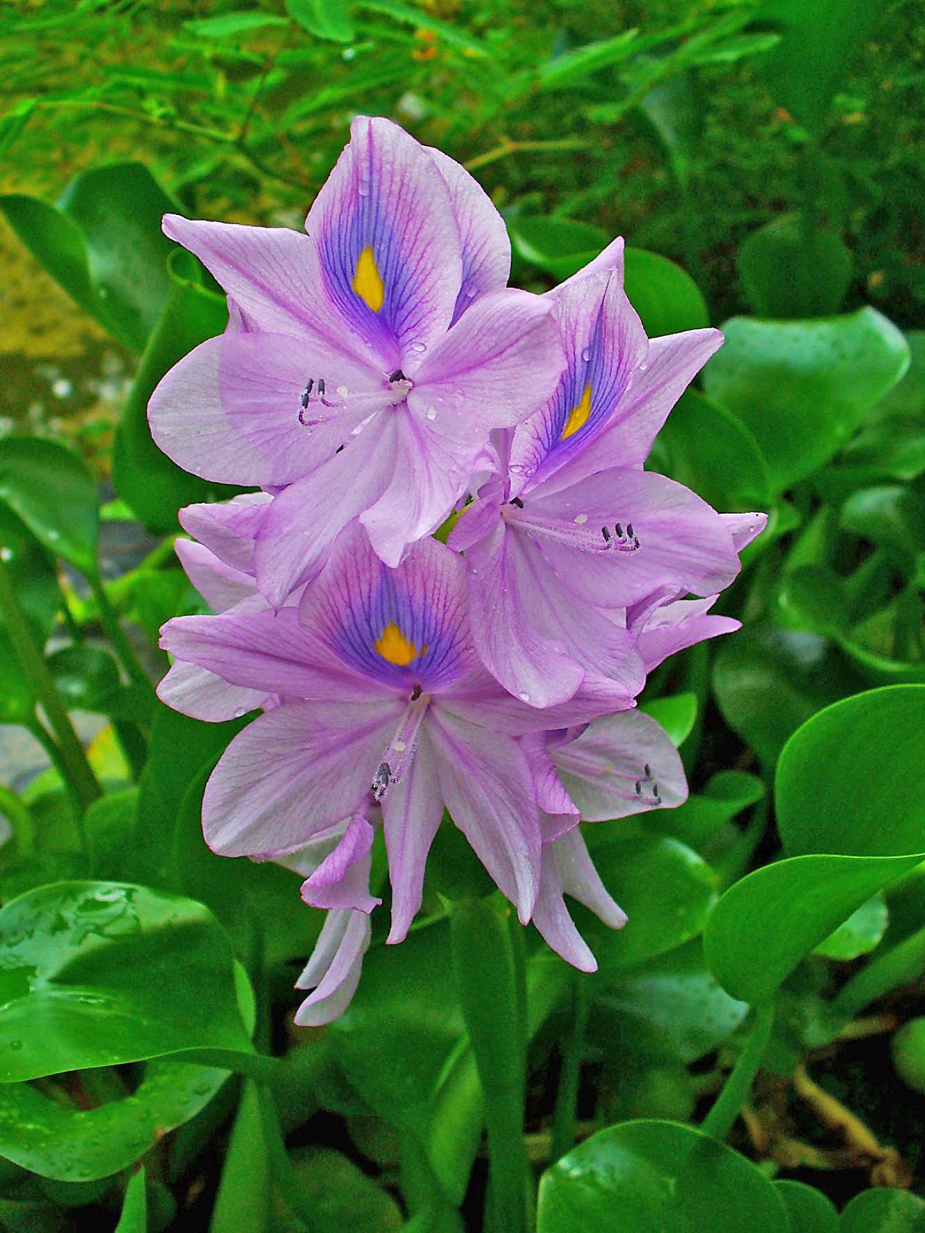 Flor de bora, de pétalos lilas con una mancha amarilla, entre hojas verdes.