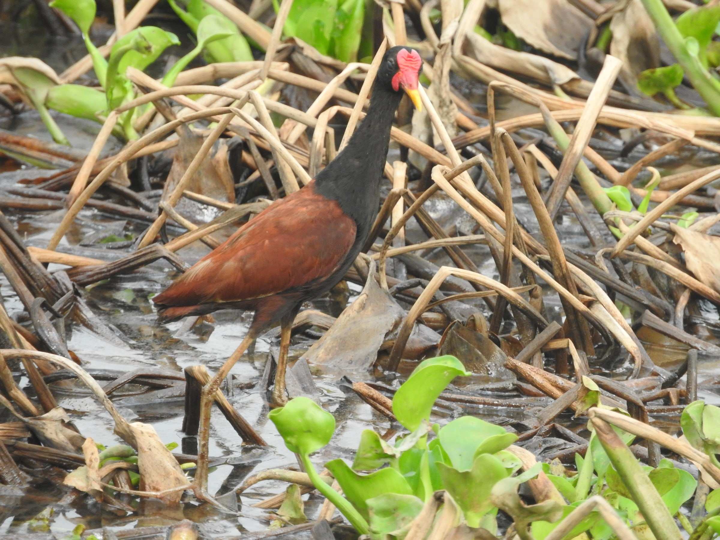 Gallito de ciénaga caminando sobre las matas de agua.