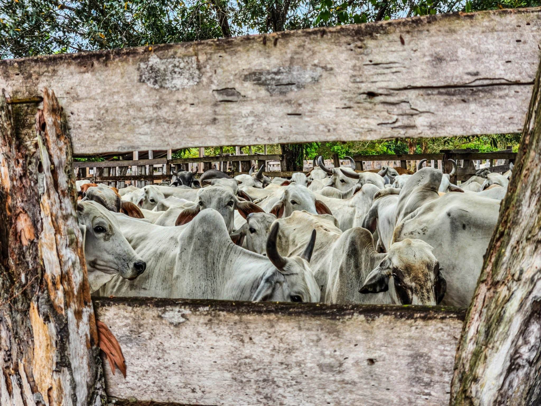 Ganado cebú en un corral de tablas.