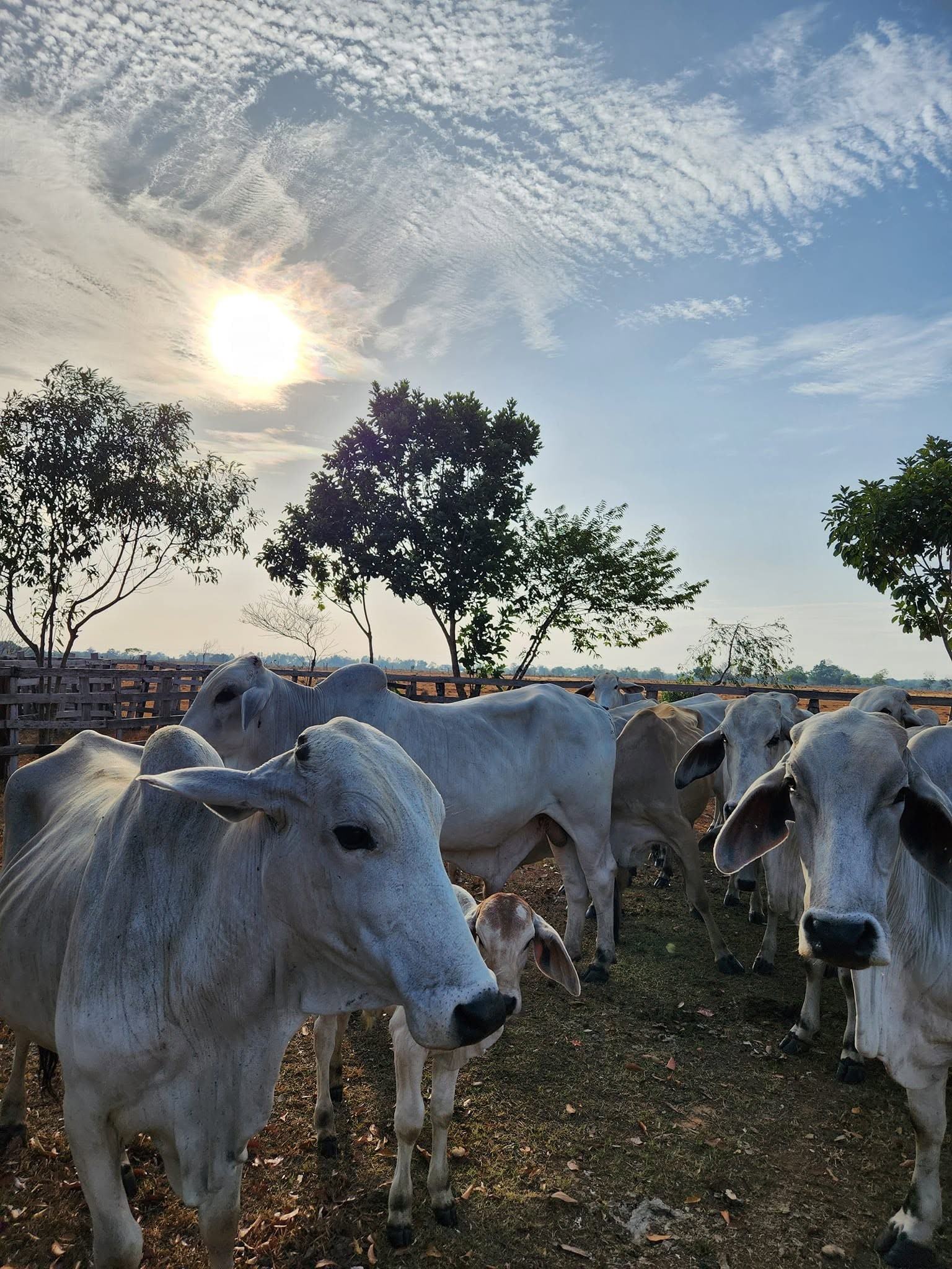 Ganado blanco en un corral de madera, entre árboles, con luz de la mañana.