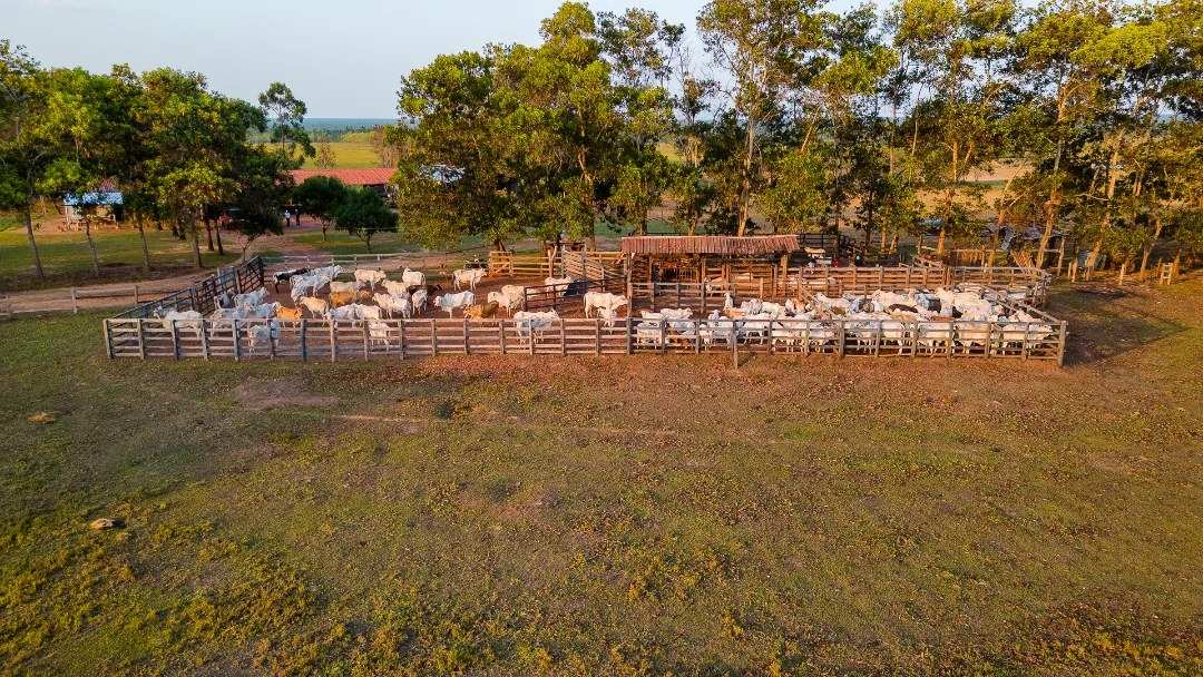 Corral de madera lleno de ganado blanco, junto a los árboles de la sabana.