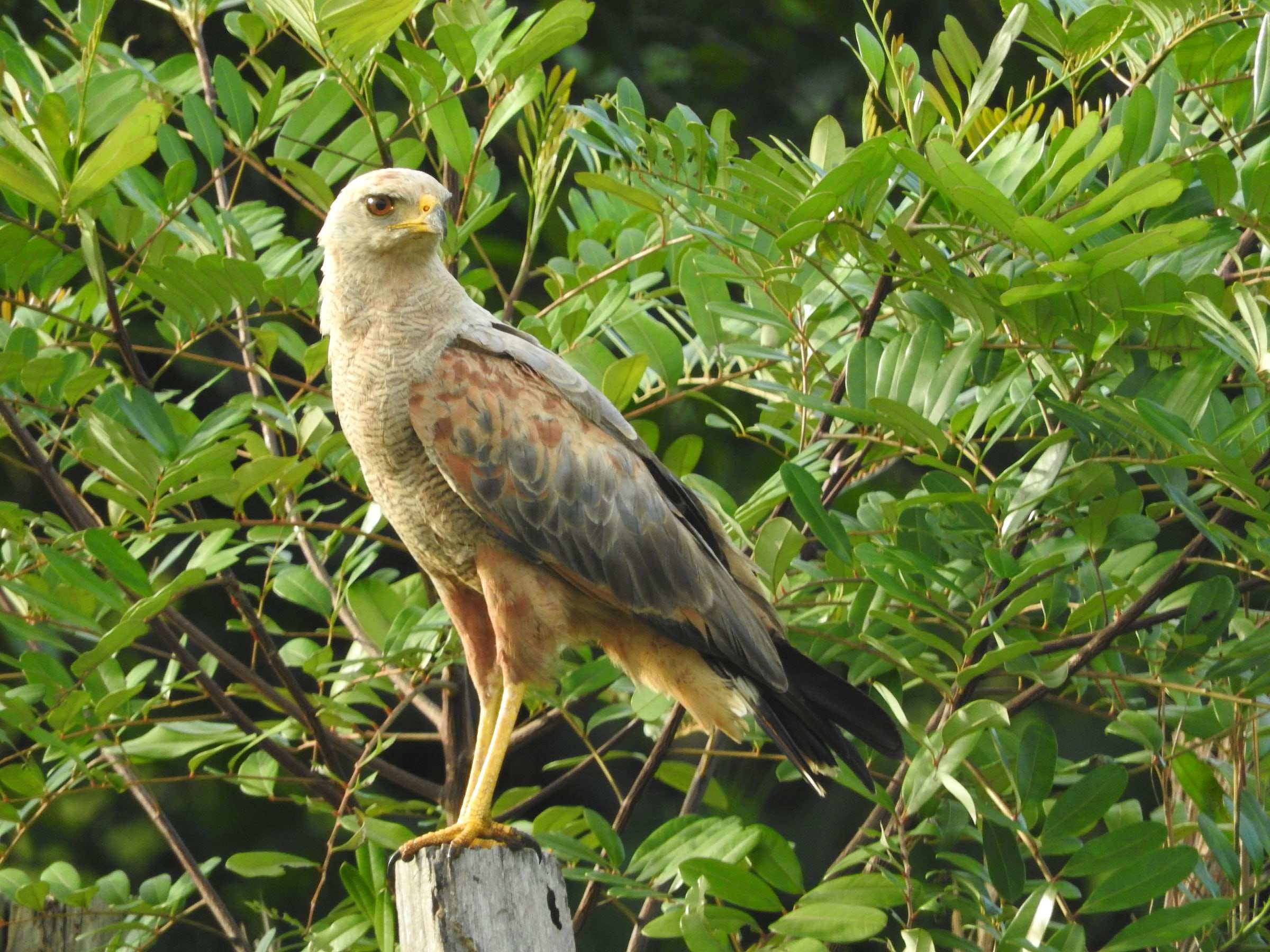 Gavilán sabanero de plumas canela, parado sobre un poste junto al monte.