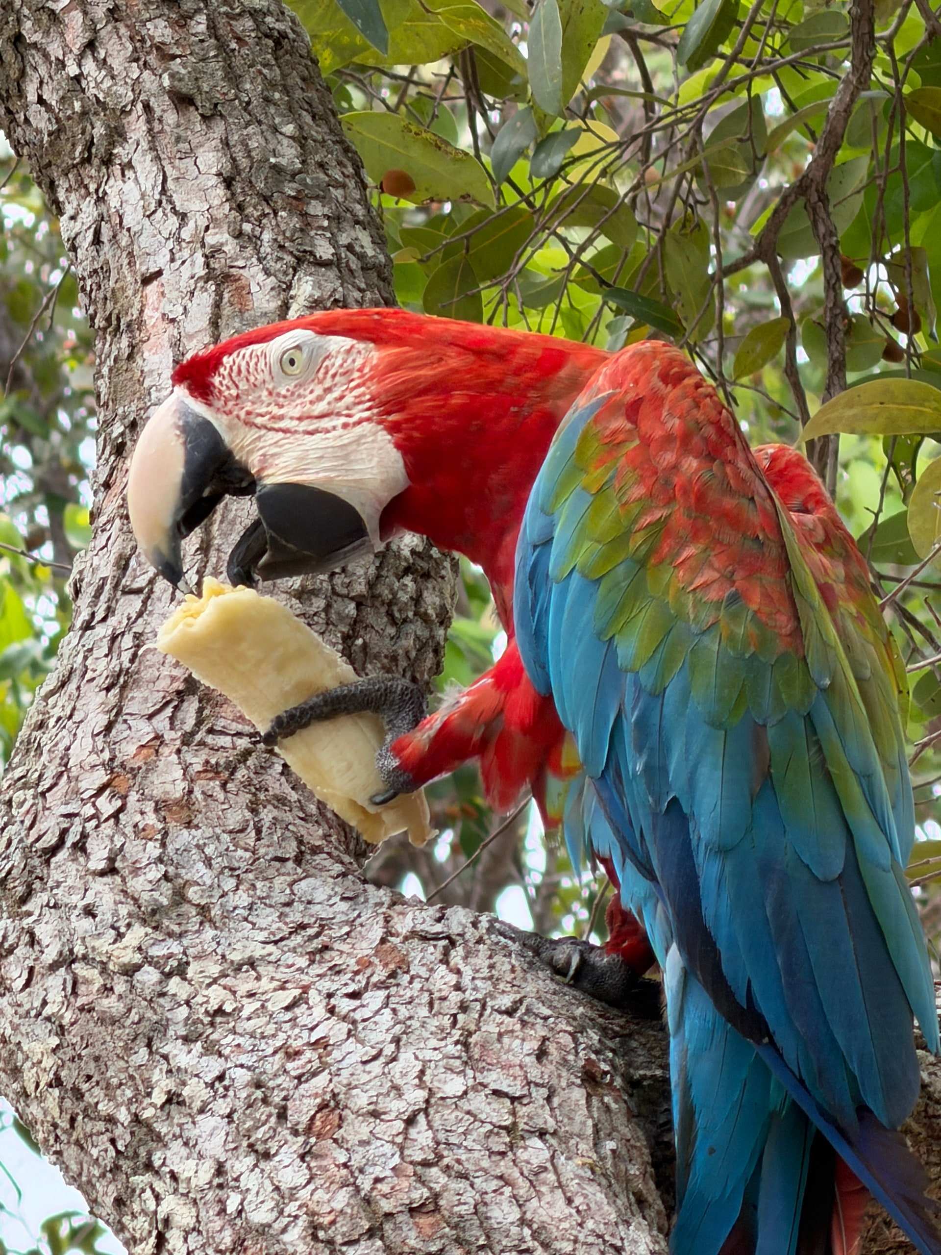 Guacamaya roja con alas verdes y azules aferrada al tronco de un árbol.