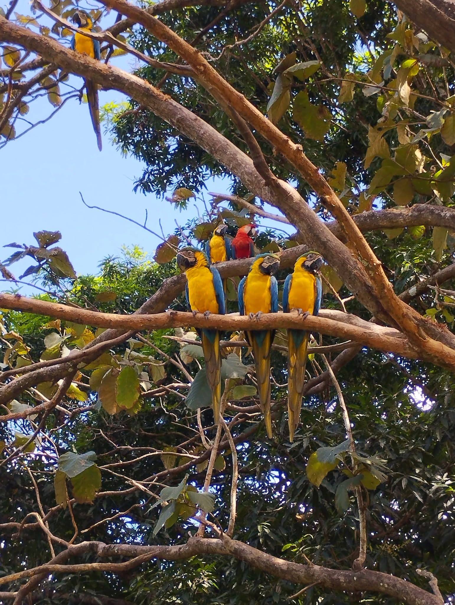 Guacamayas azul y amarillo en un árbol.