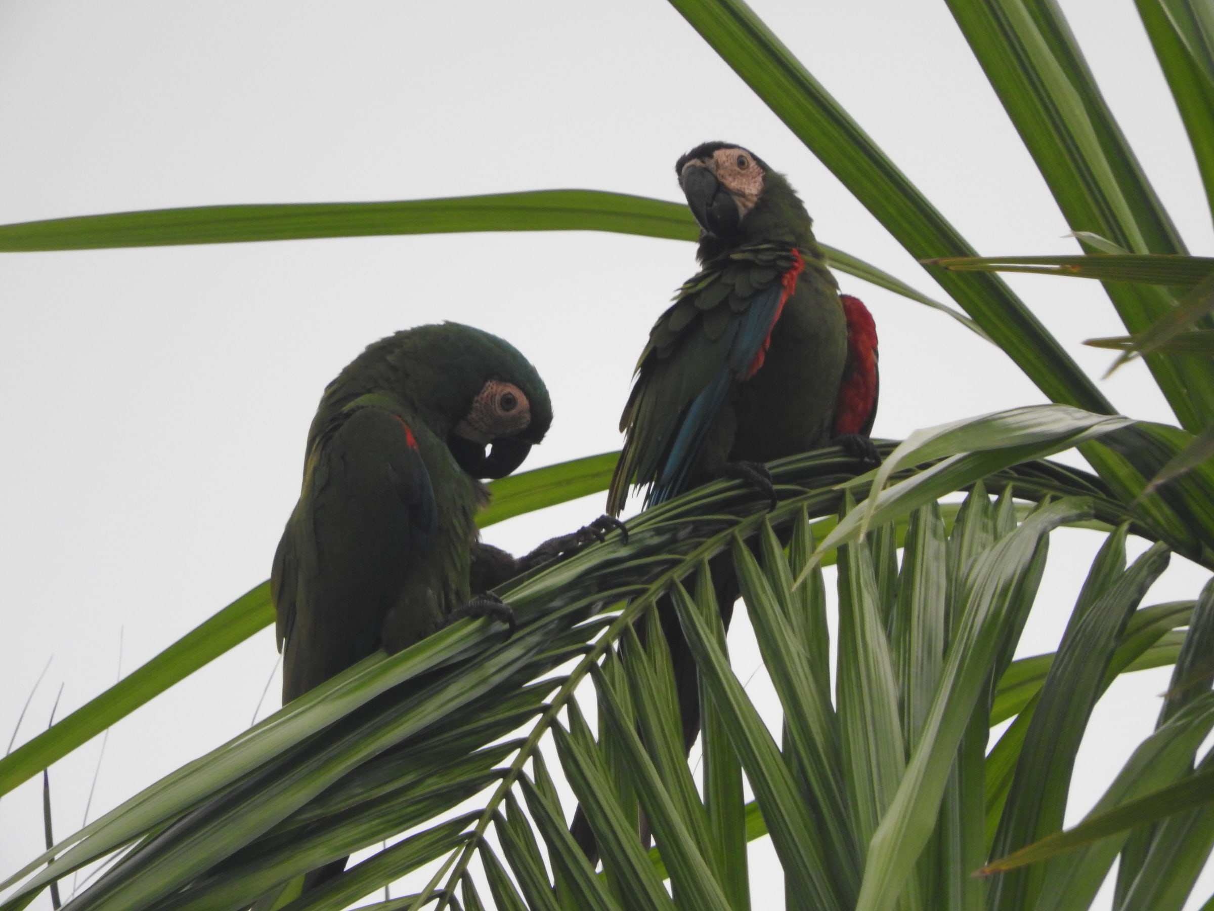 Dos guacamayas verdes de cara clara sobre las hojas de una palma.