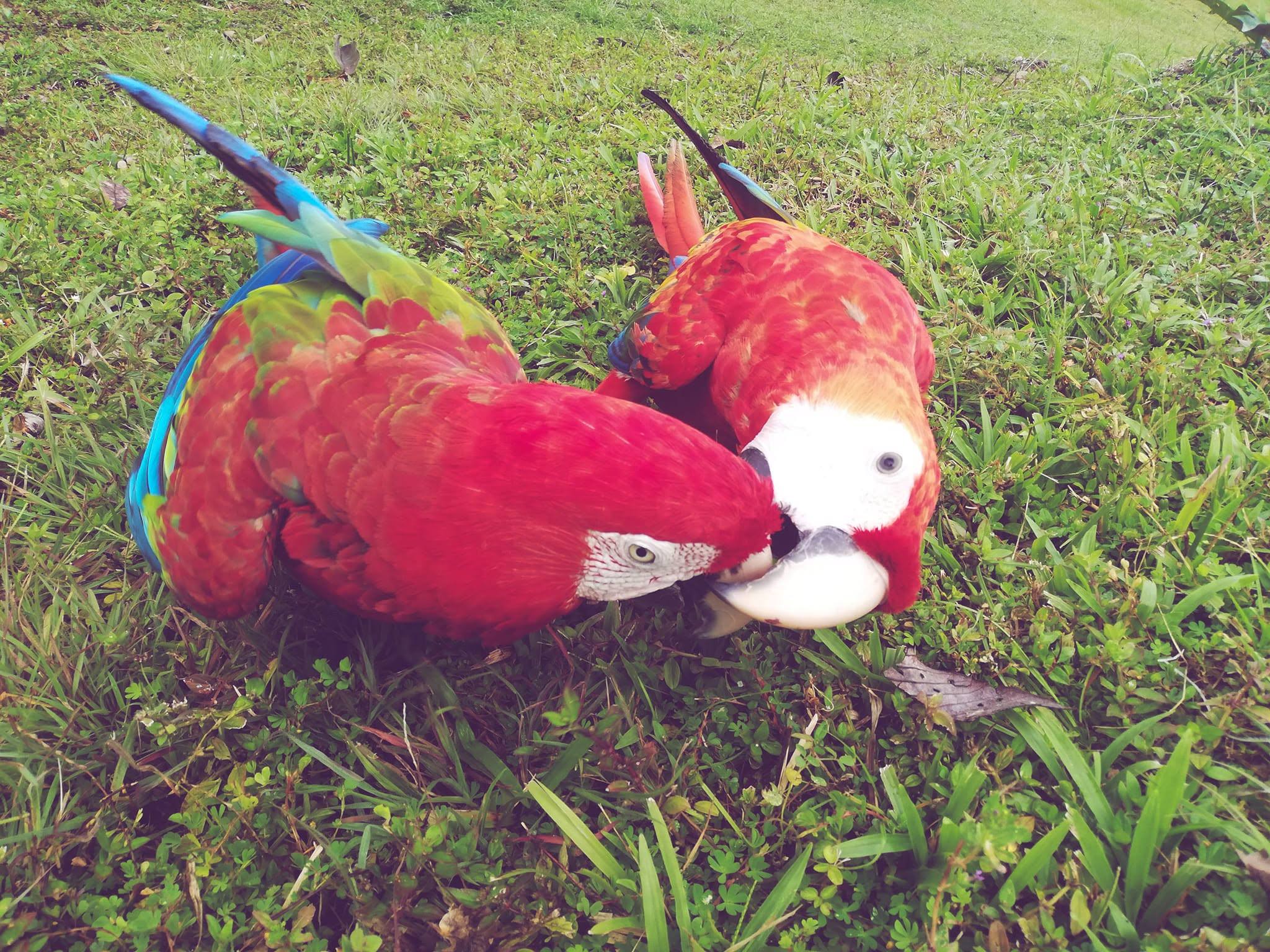 Dos guacamayas rojas en el pasto.