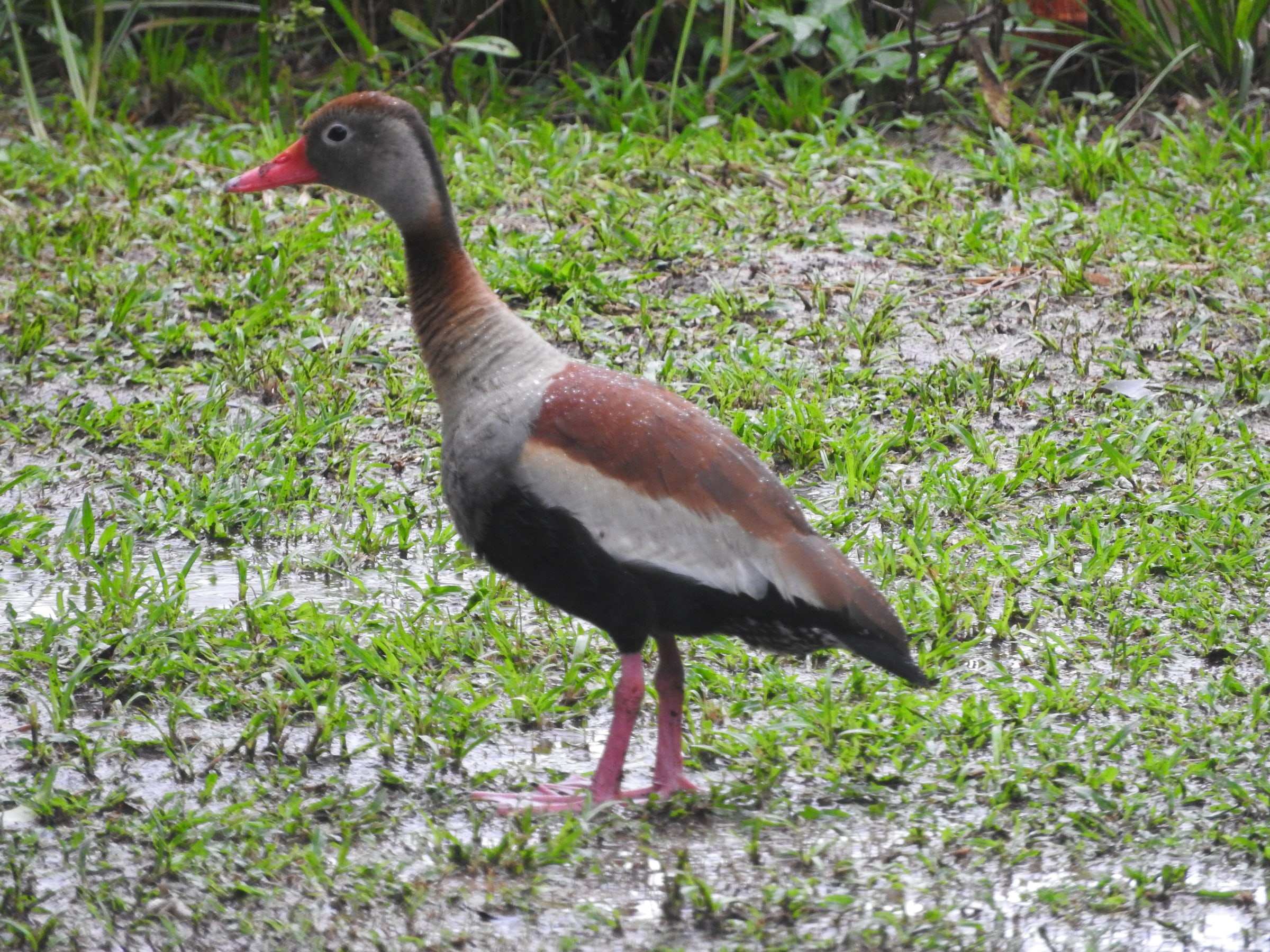 Iguasa piquirroja de pico rojo, de pie en la orilla mojada.