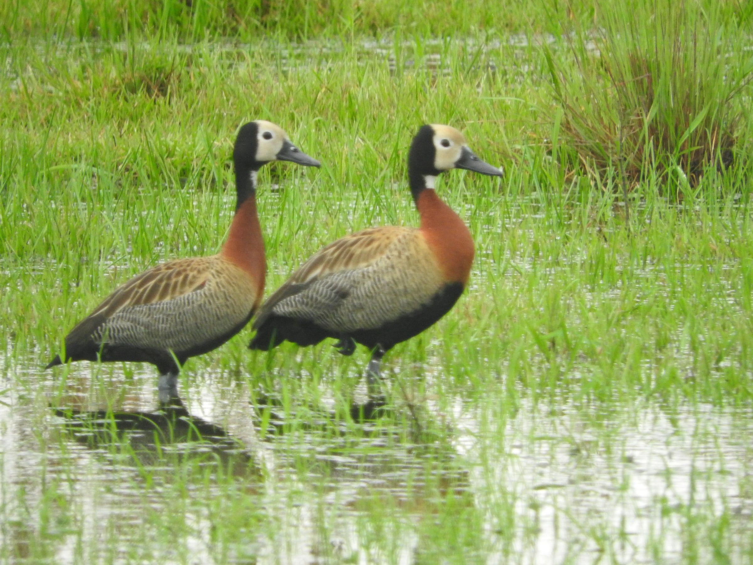 Dos iguasas caretas de cara blanca caminando en el agua entre el pasto.