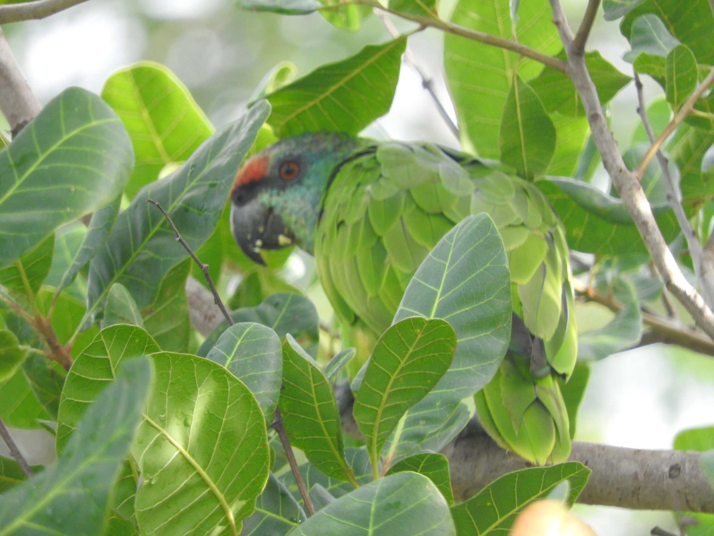 Lora festiva verde entre las hojas de un árbol.