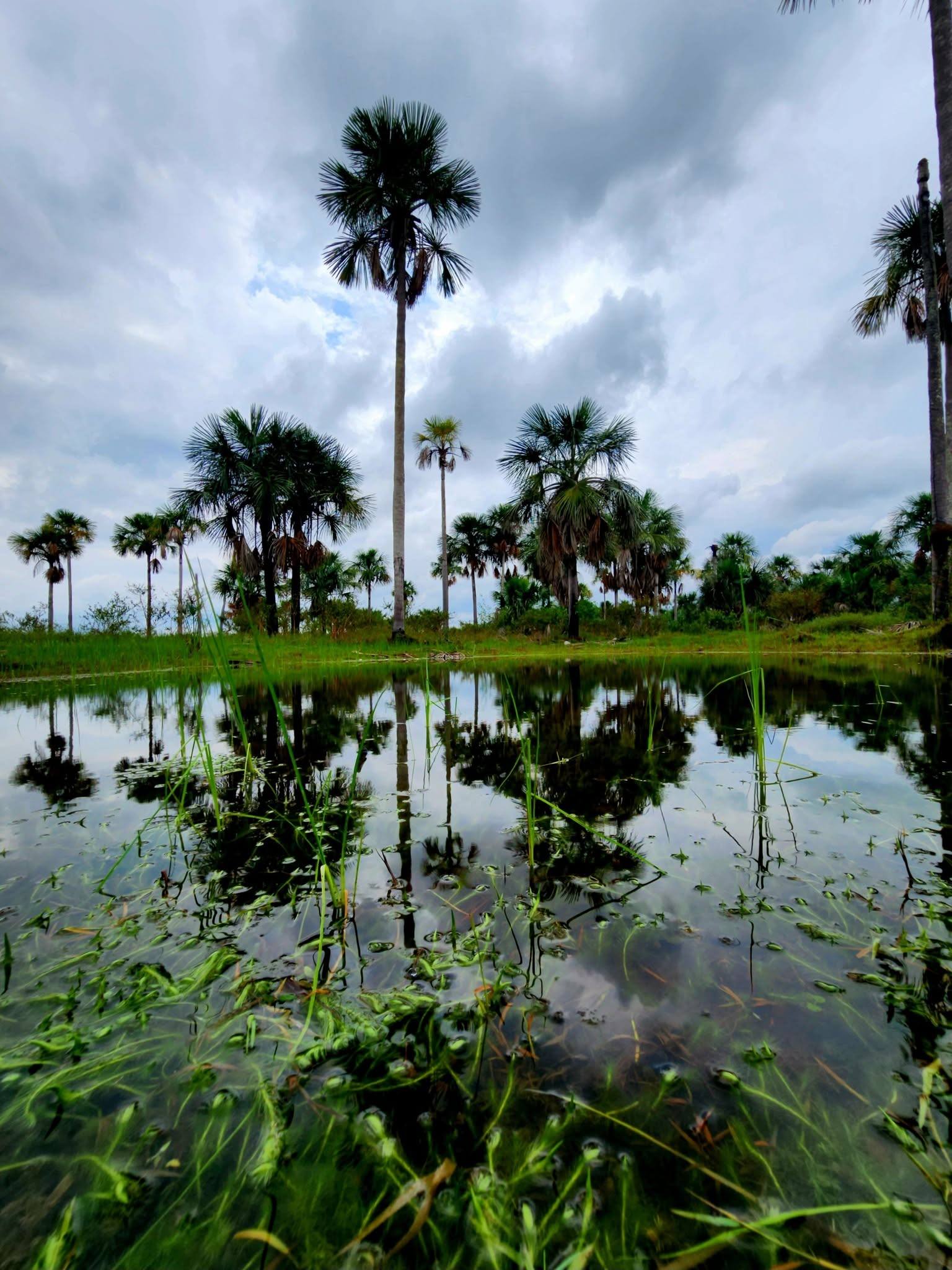 Moriches reflejados en el agua de invierno.