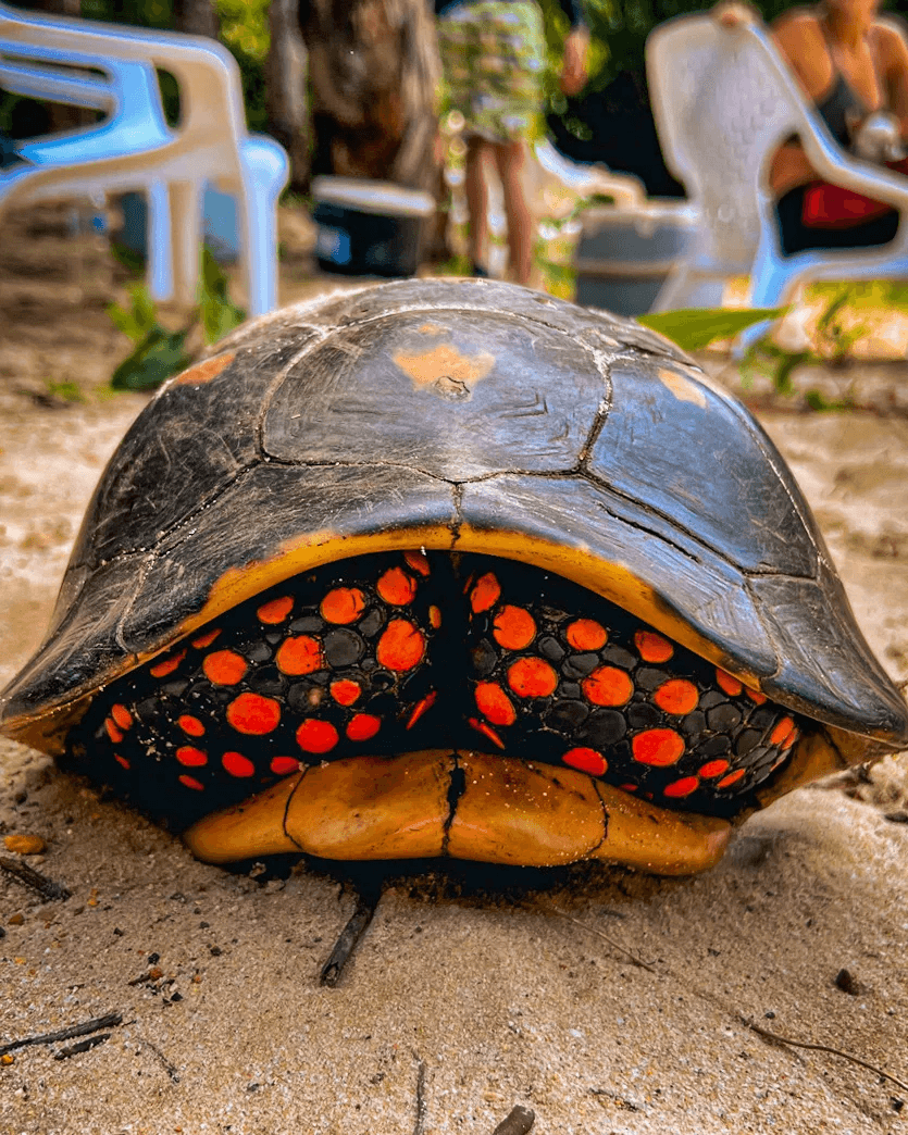 Caparazón de un morrocoy con manchas rojas, de cerca.