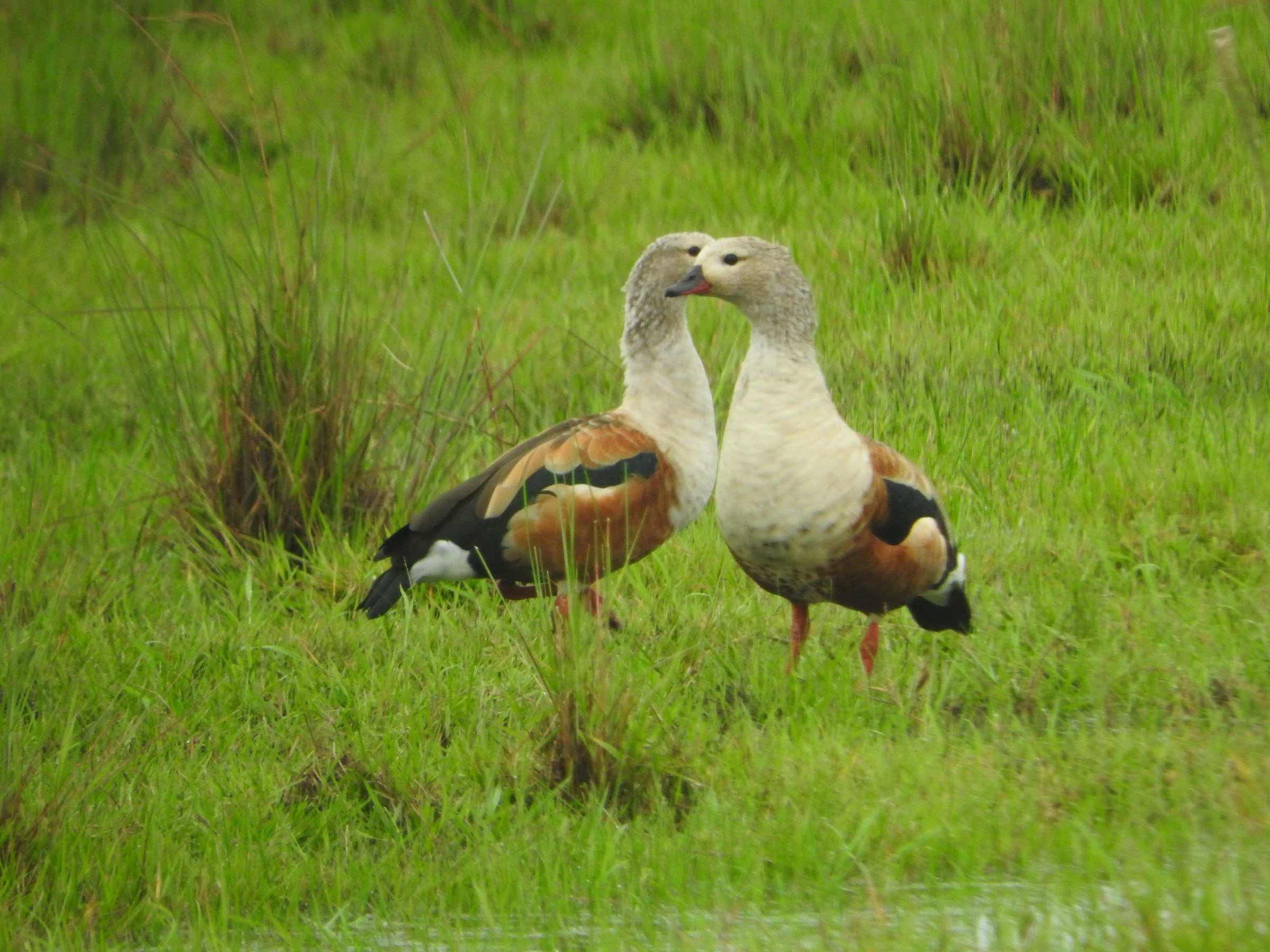 Pareja de patos carreteros frente a frente en el pasto verde.