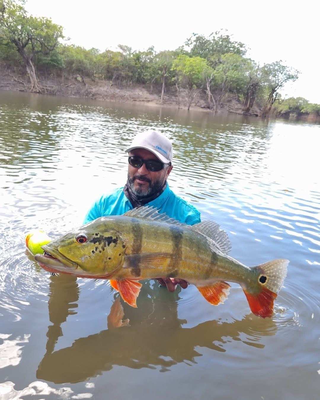 Pescador de camisa azul, con el agua al pecho, muestra un pavón de aletas rojas.