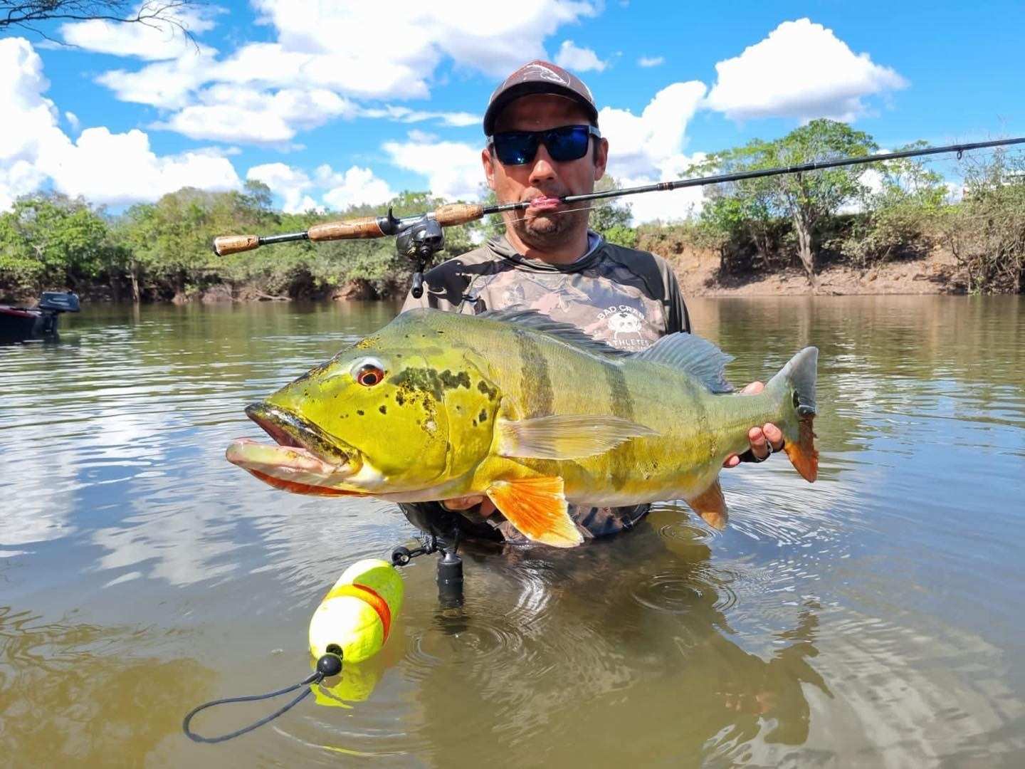 Pescador dentro del río, con la caña entre los dientes, sostiene un pavón amarillo de franjas negras.