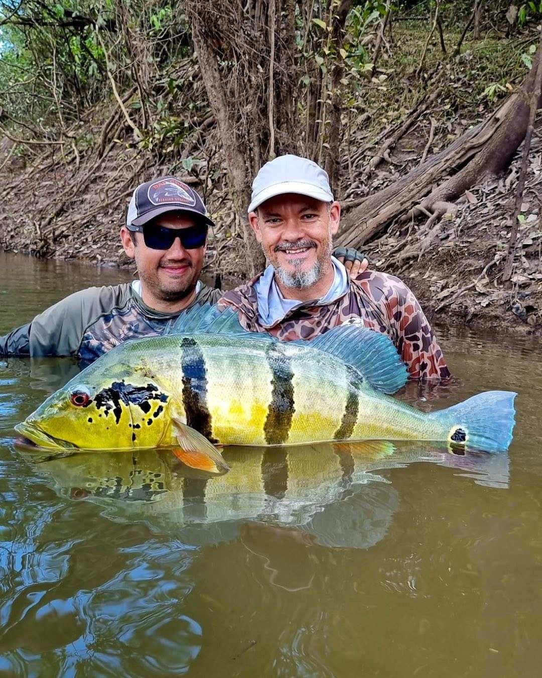 Dos pescadores con el agua a la cintura sostienen entre los dos un pavón grande de franjas negras.