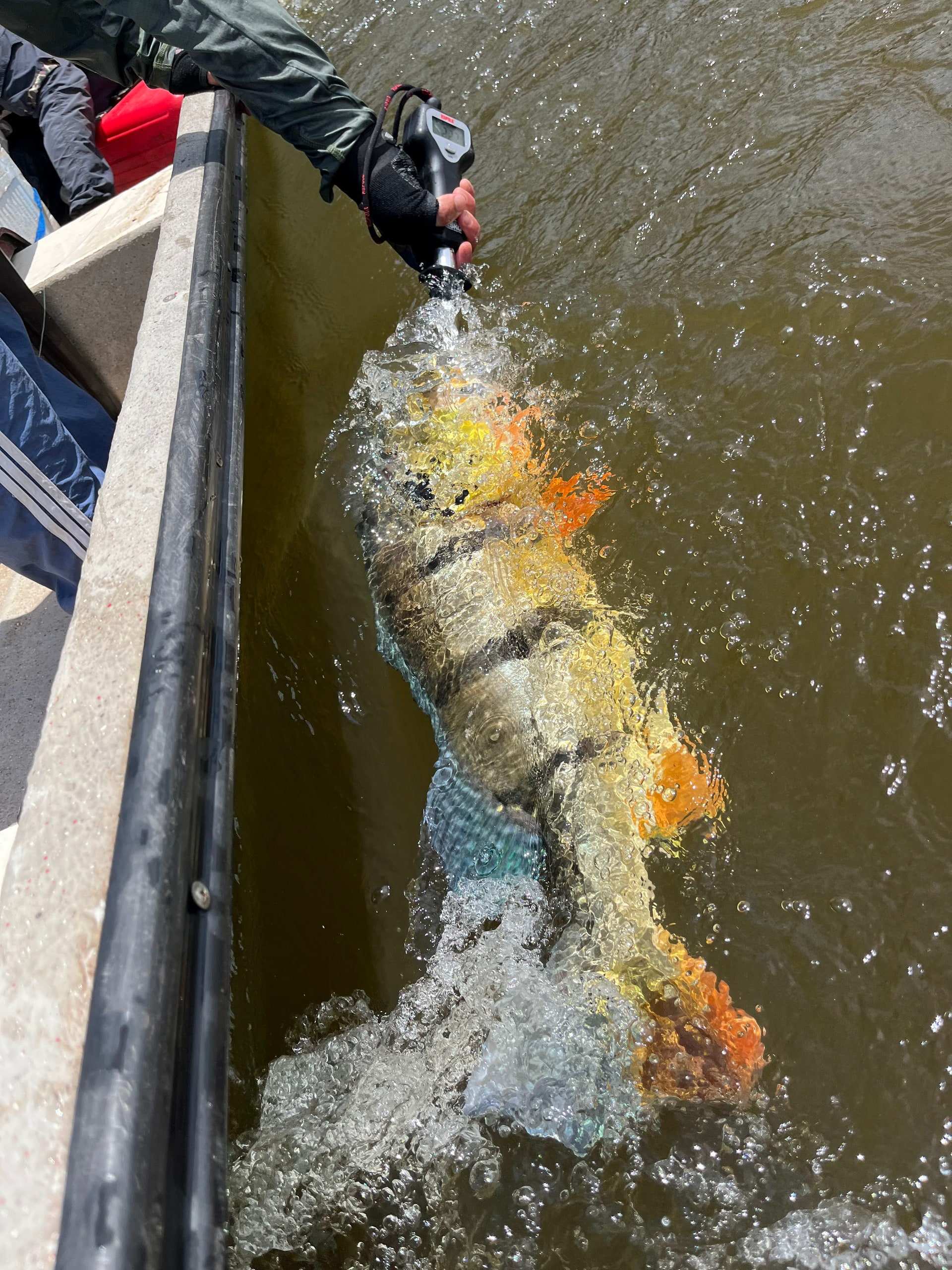 Pavón dorado salpicando junto al costado de una lancha.