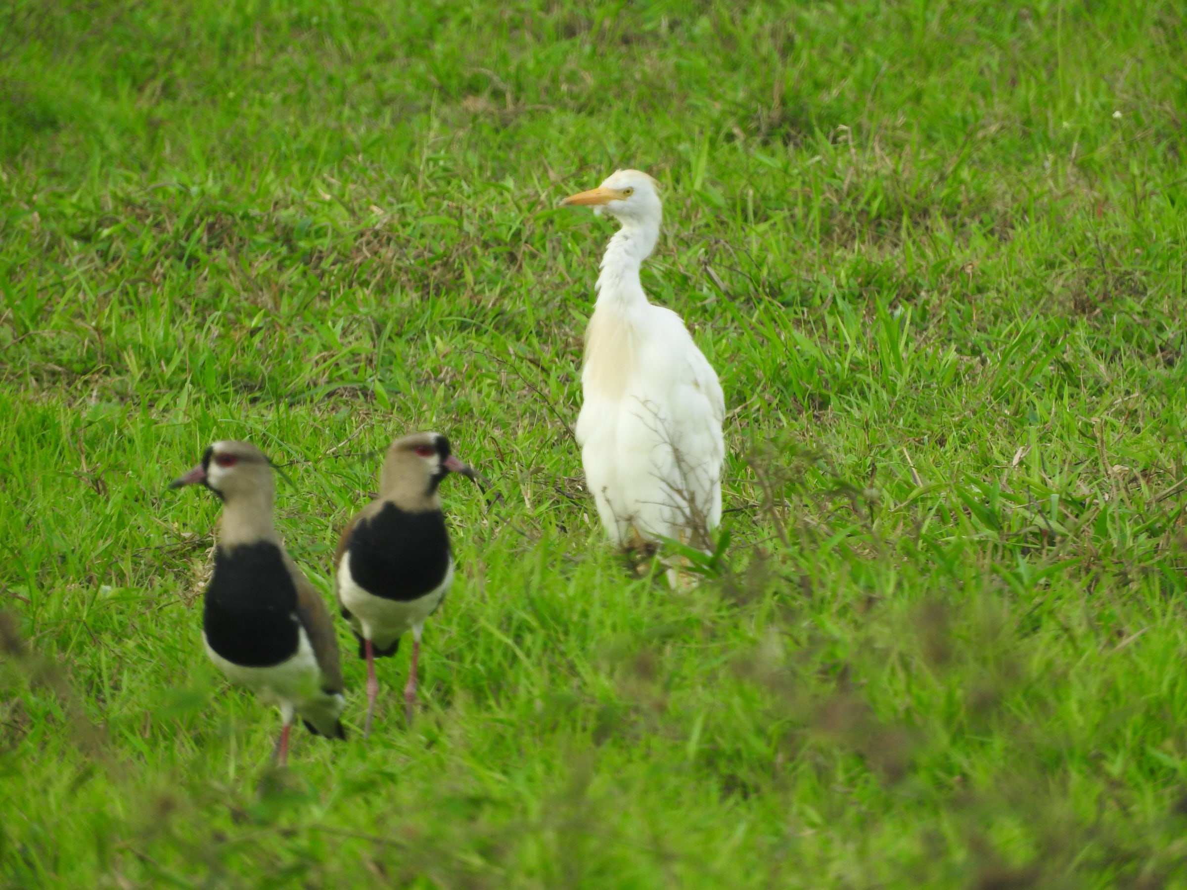 Dos pellares y una garcita del ganado blanca, juntos en el pasto.