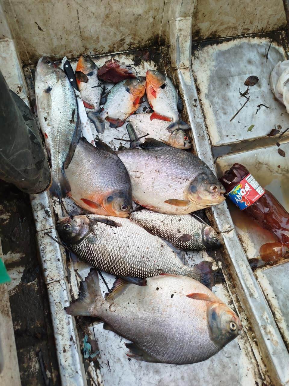 Pescados recién sacados en el fondo de una canoa.