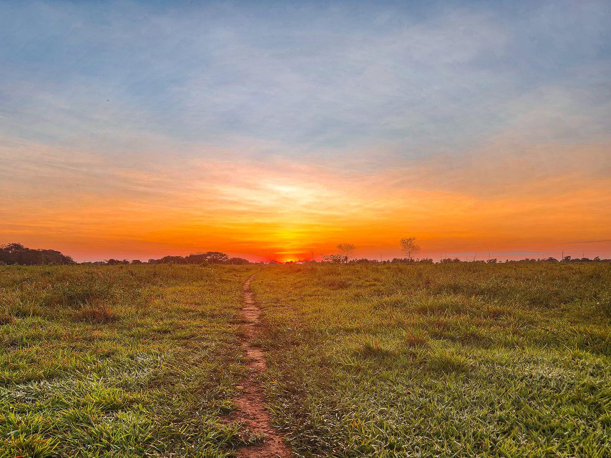 Un caminito atraviesa la sabana hacia el amanecer.