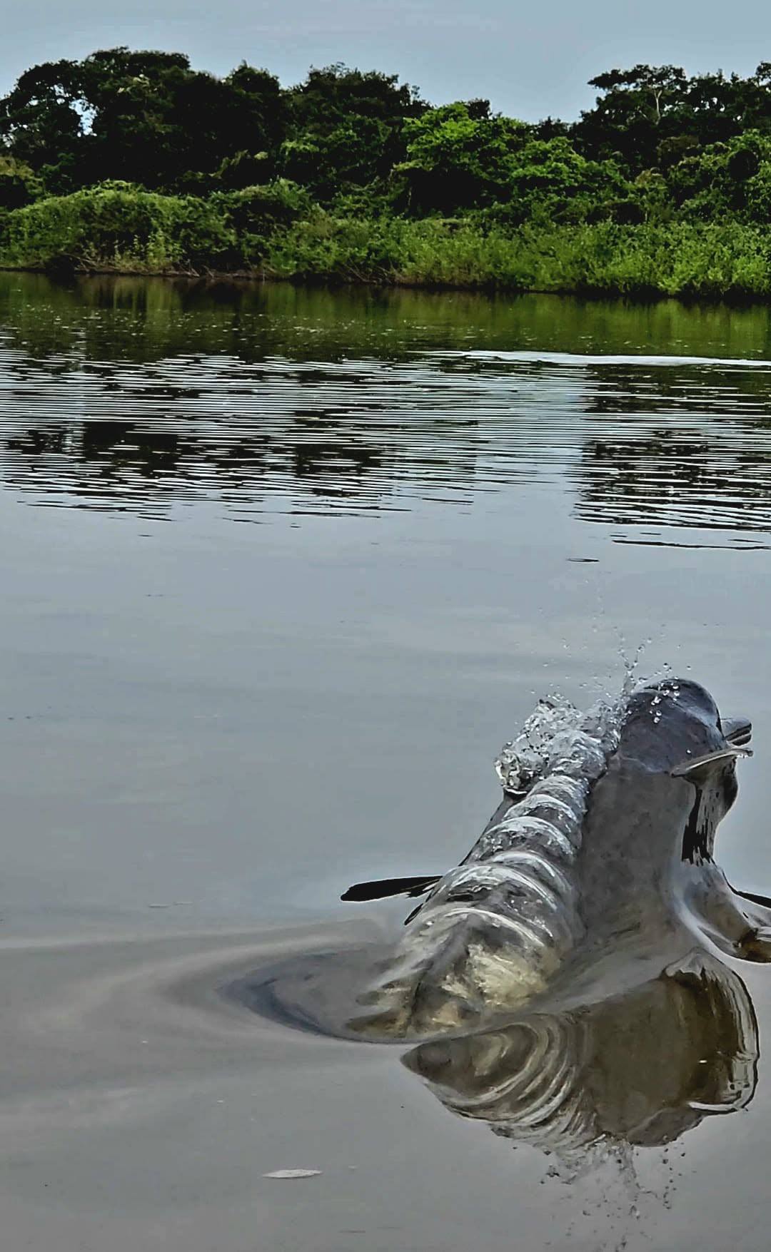 Una tonina asoma en el agua.
