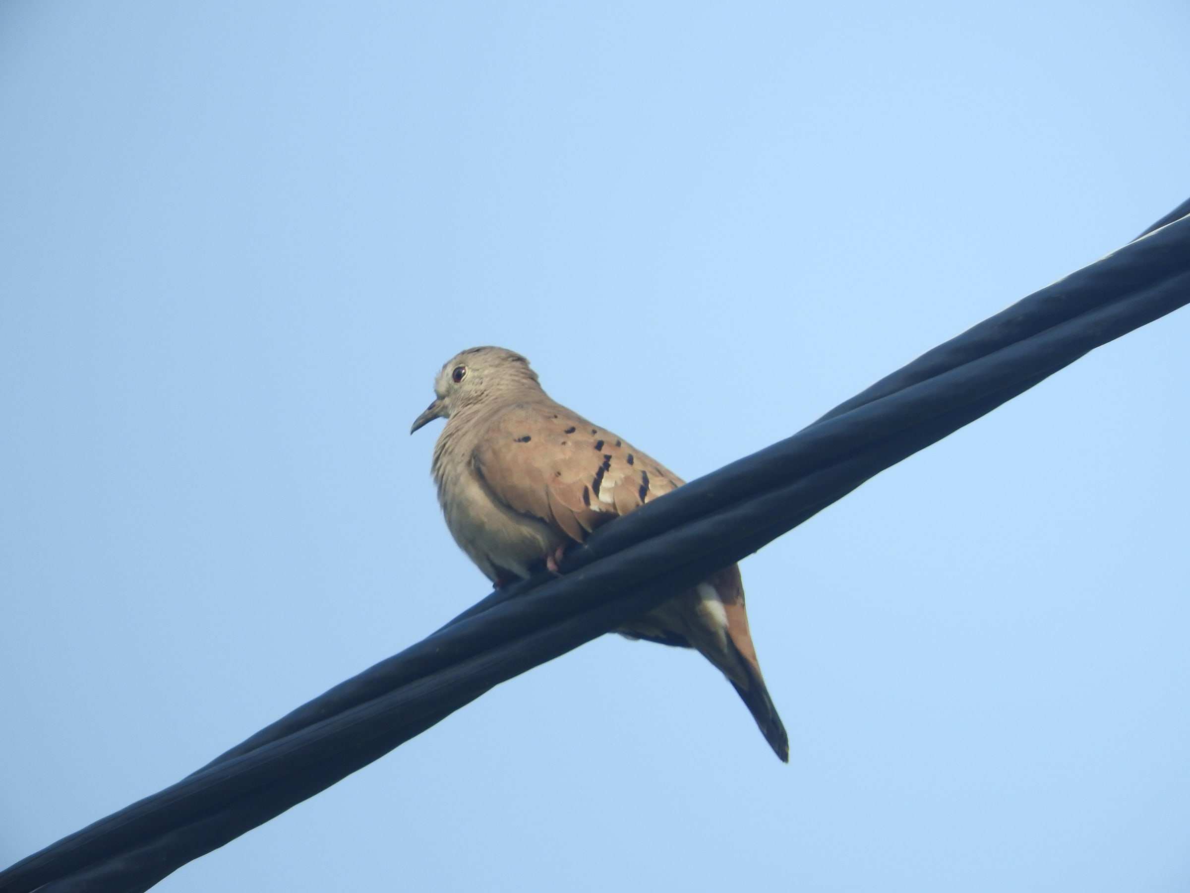 Tortolita rojiza posada en un cable, contra el cielo azul.