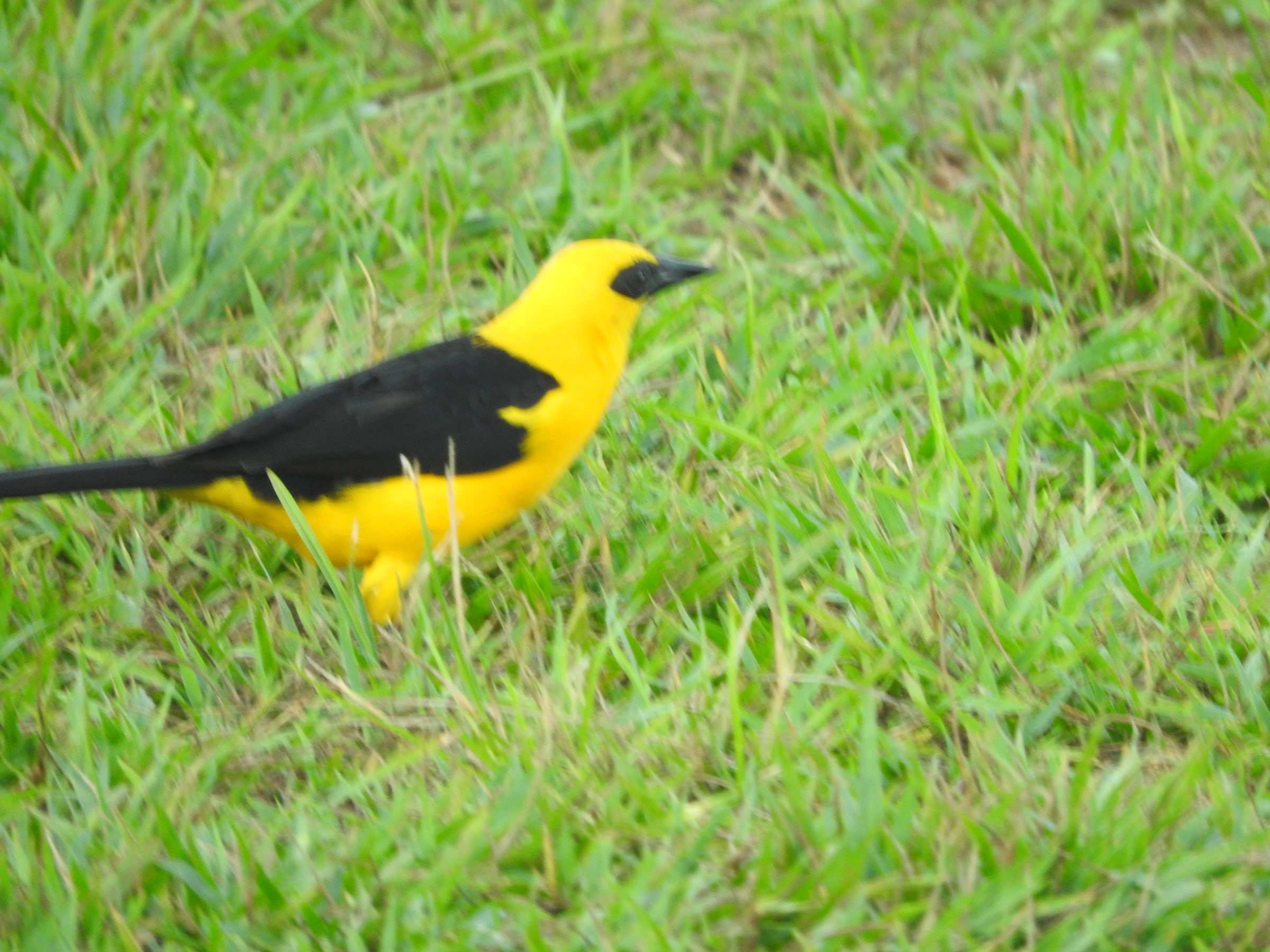 Turpial lagunero amarillo y negro entre el pasto.