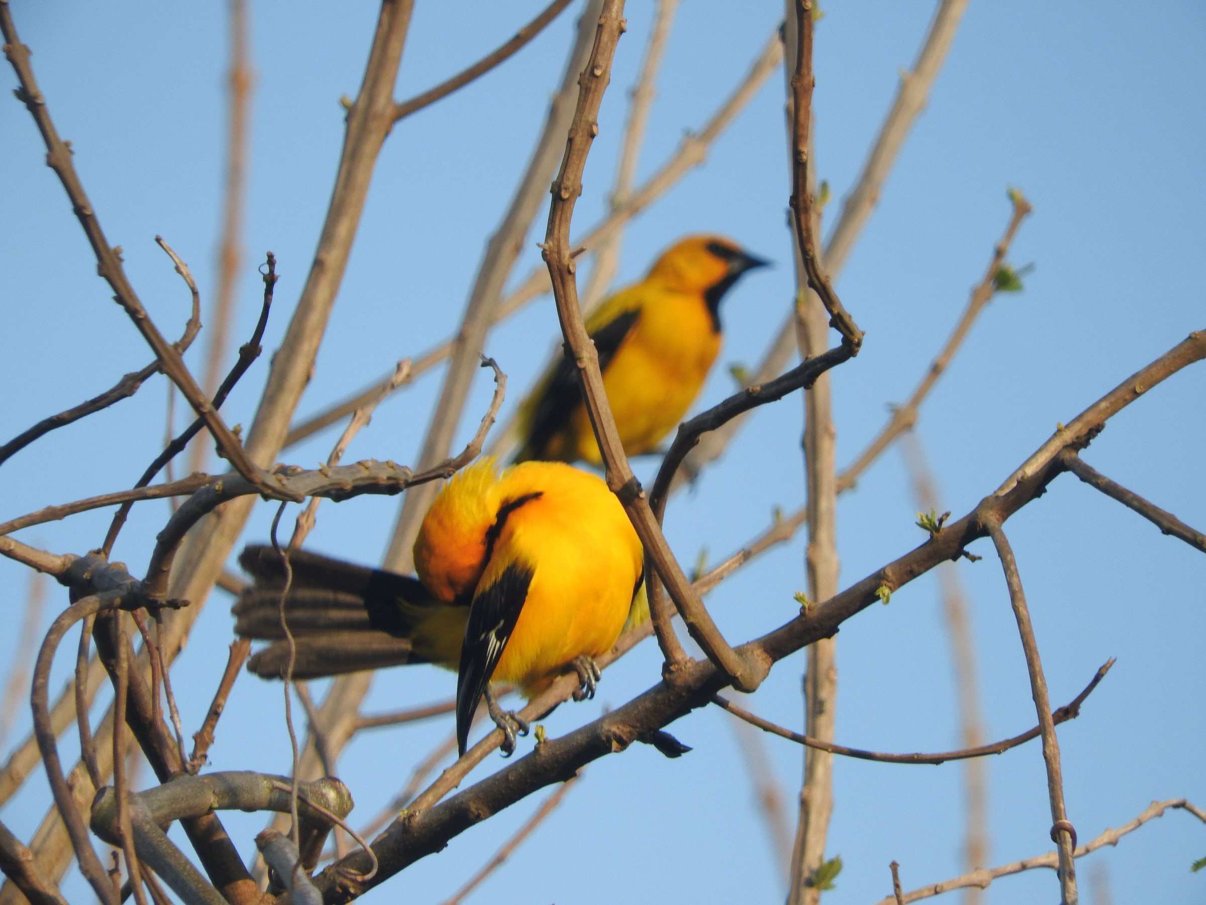 Dos turpiales amarillos en las ramas secas de un árbol, contra el cielo azul.