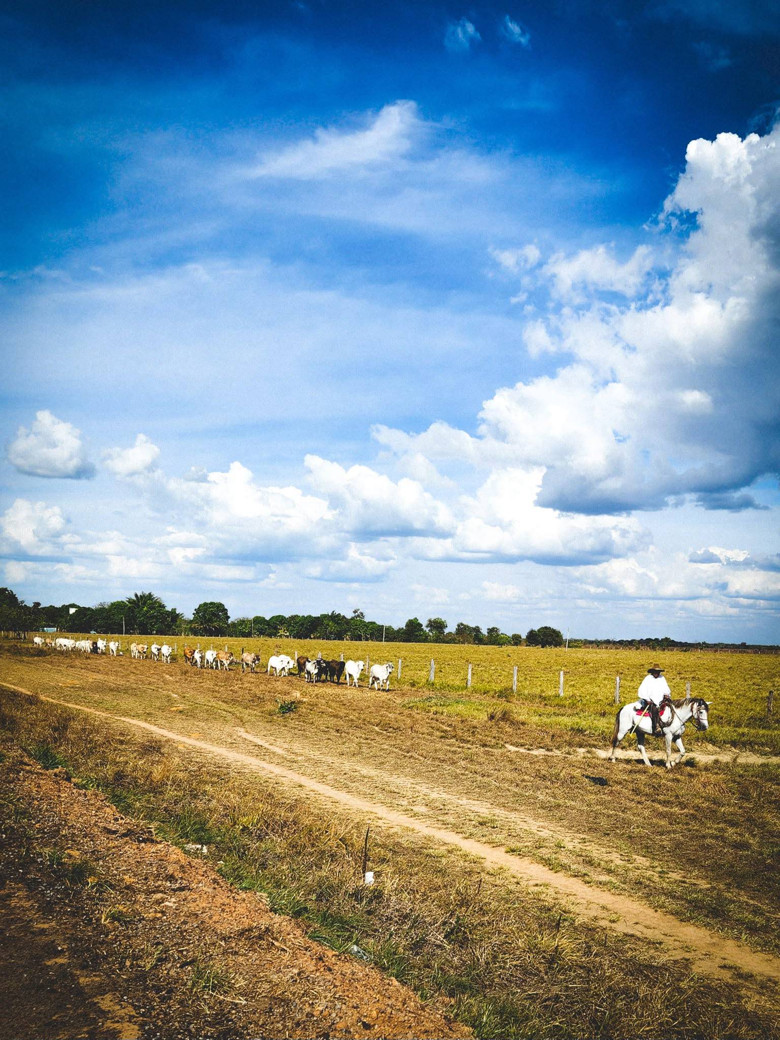 Un vaquero arrea ganado por la sabana, bajo un cielo de nubes.
